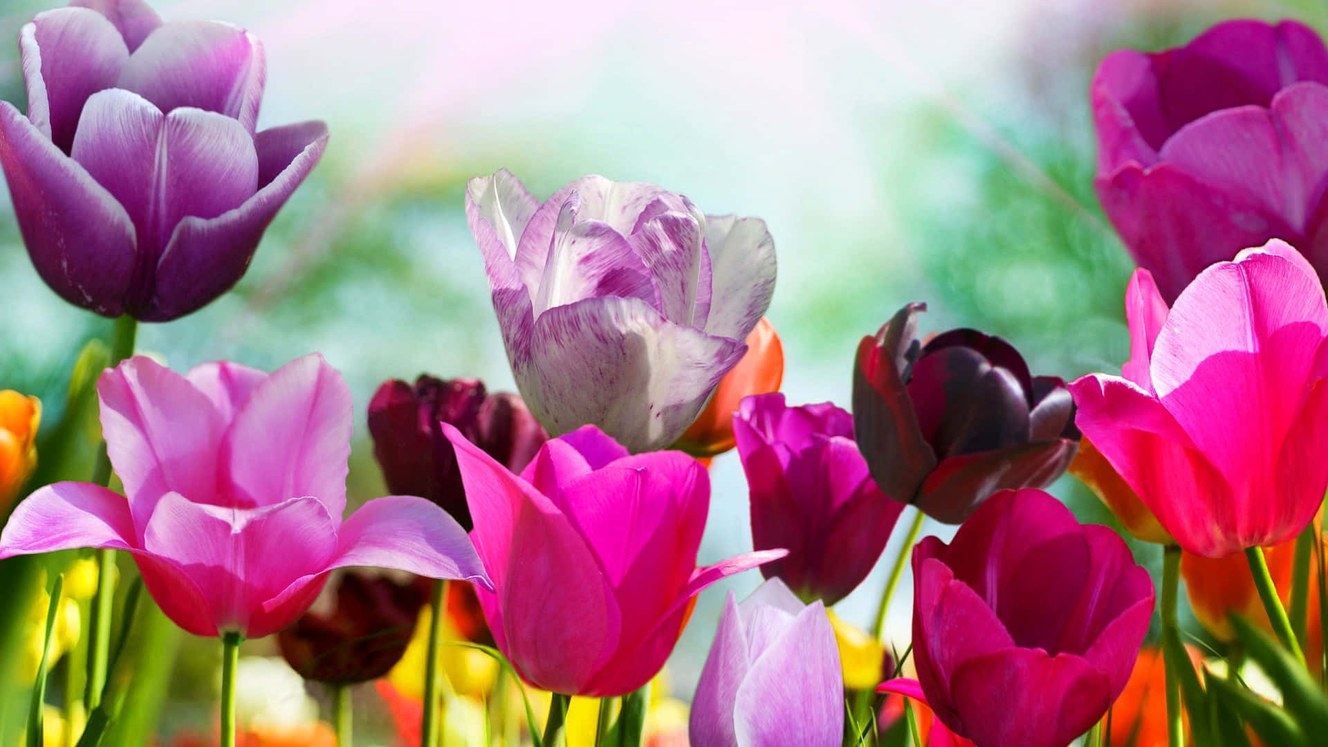 tulip, pink, purple, Full HD Desktop Wallpaper
