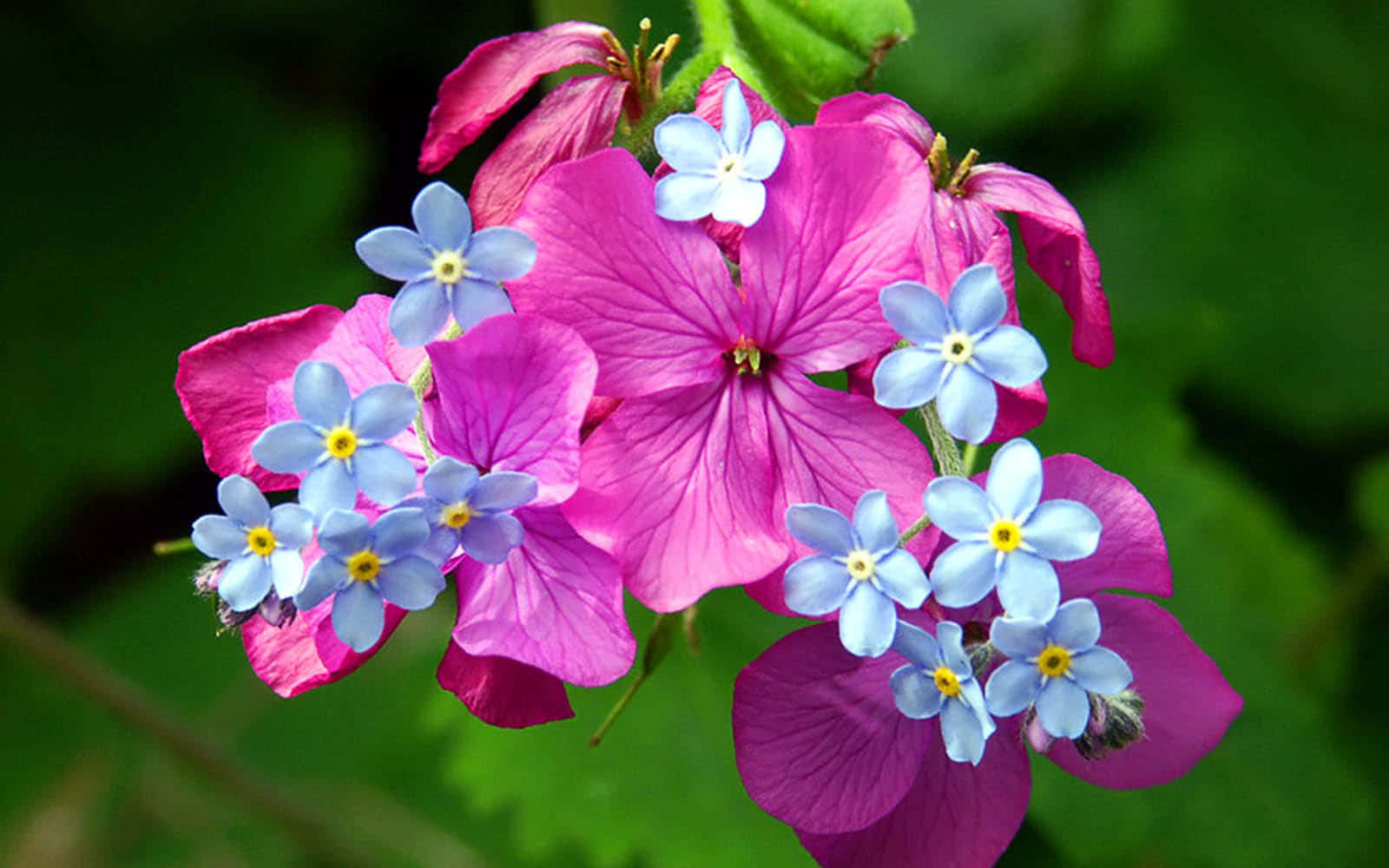 pink flower, blue flowers, lush green background, HD Desktop Wallpaper