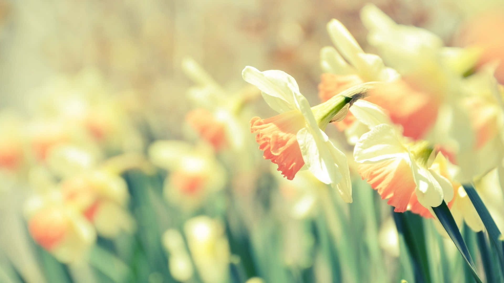 daffodils, creamy white petals, orange centers, Full HD Desktop Wallpaper