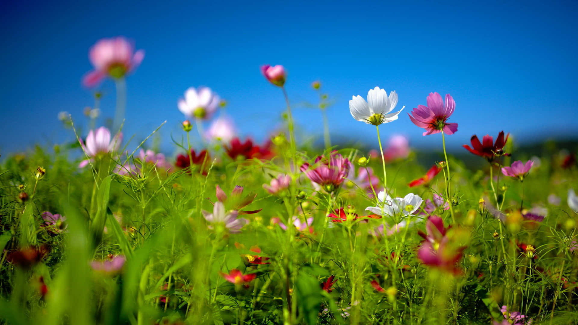 cosmos flowers, lush green field, clear blue sky, Full HD Desktop Wallpaper
