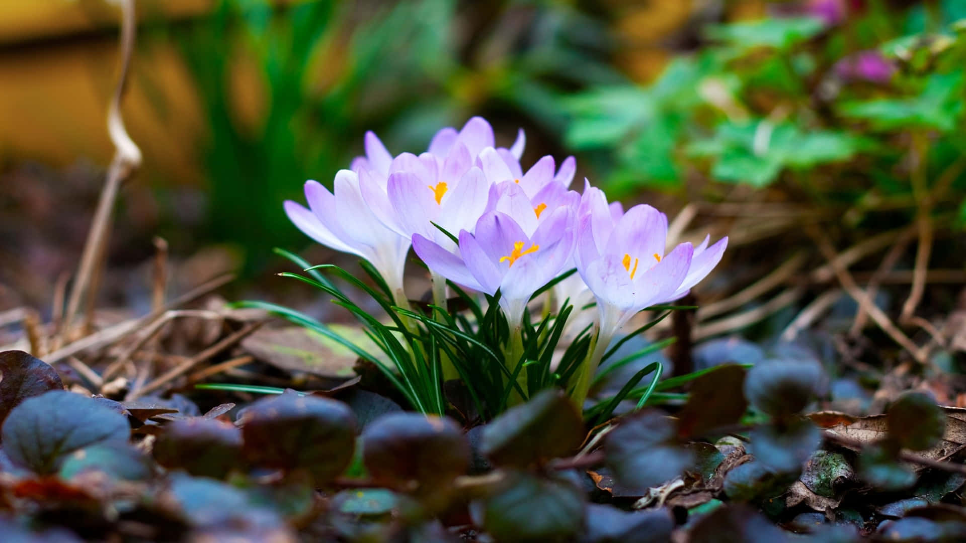 purple crocus flowers, fallen leaves, soft-focused woodland setting, Full HD Desktop Wallpaper