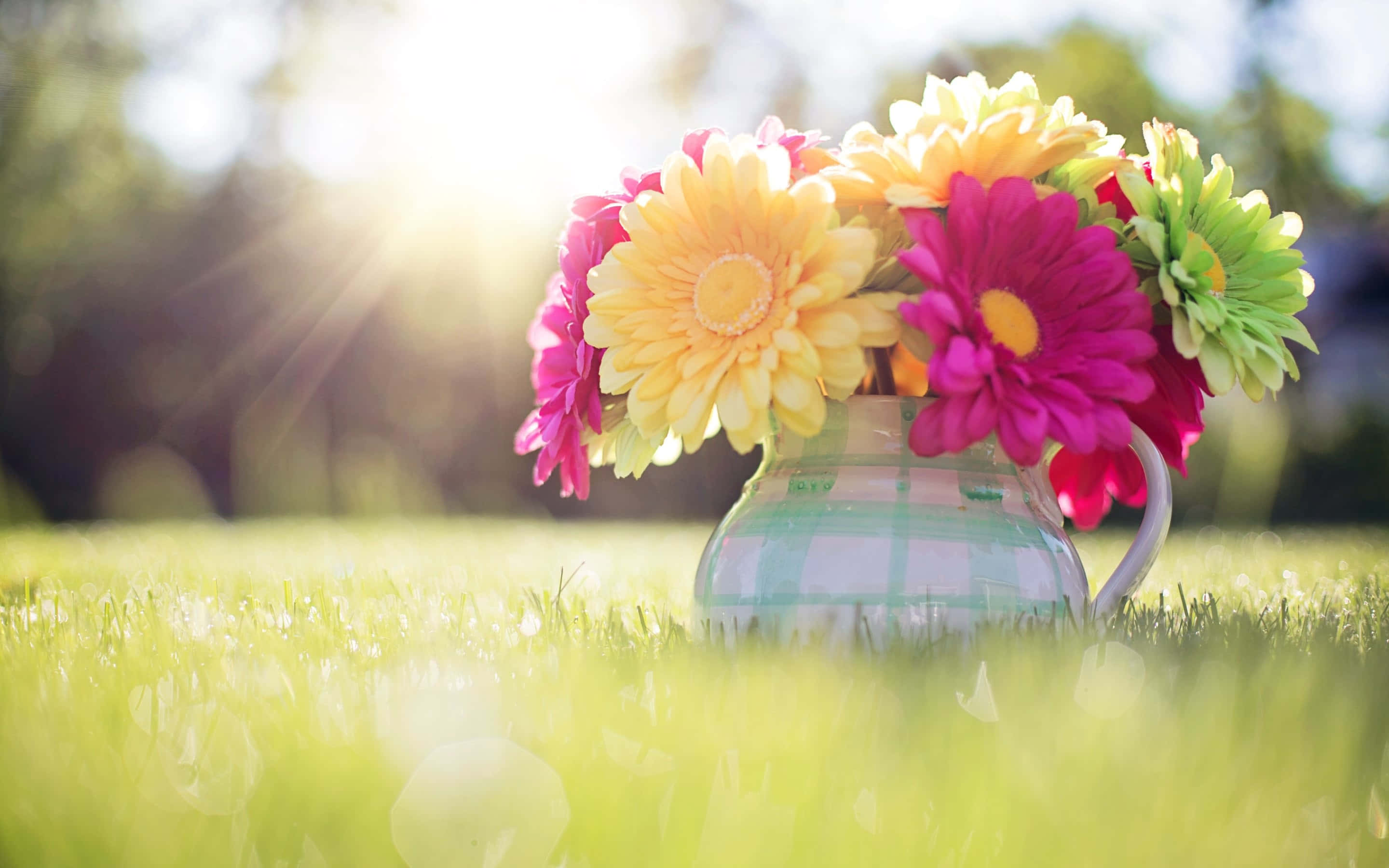 gerbera daisies, plaid pitcher, golden sunlight, 2K Desktop Wallpaper