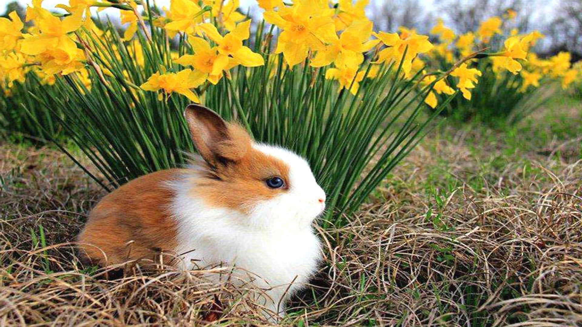 bunny, fluffy brown and white rabbit, dry grass, Full HD Desktop Wallpaper