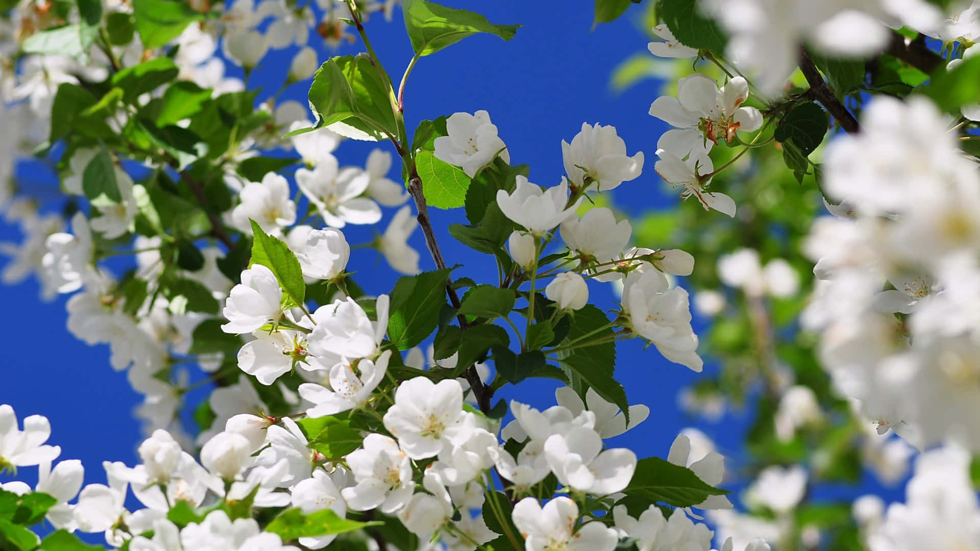 white blossoms, green leaves, vivid blue sky, Full HD Desktop Wallpaper
