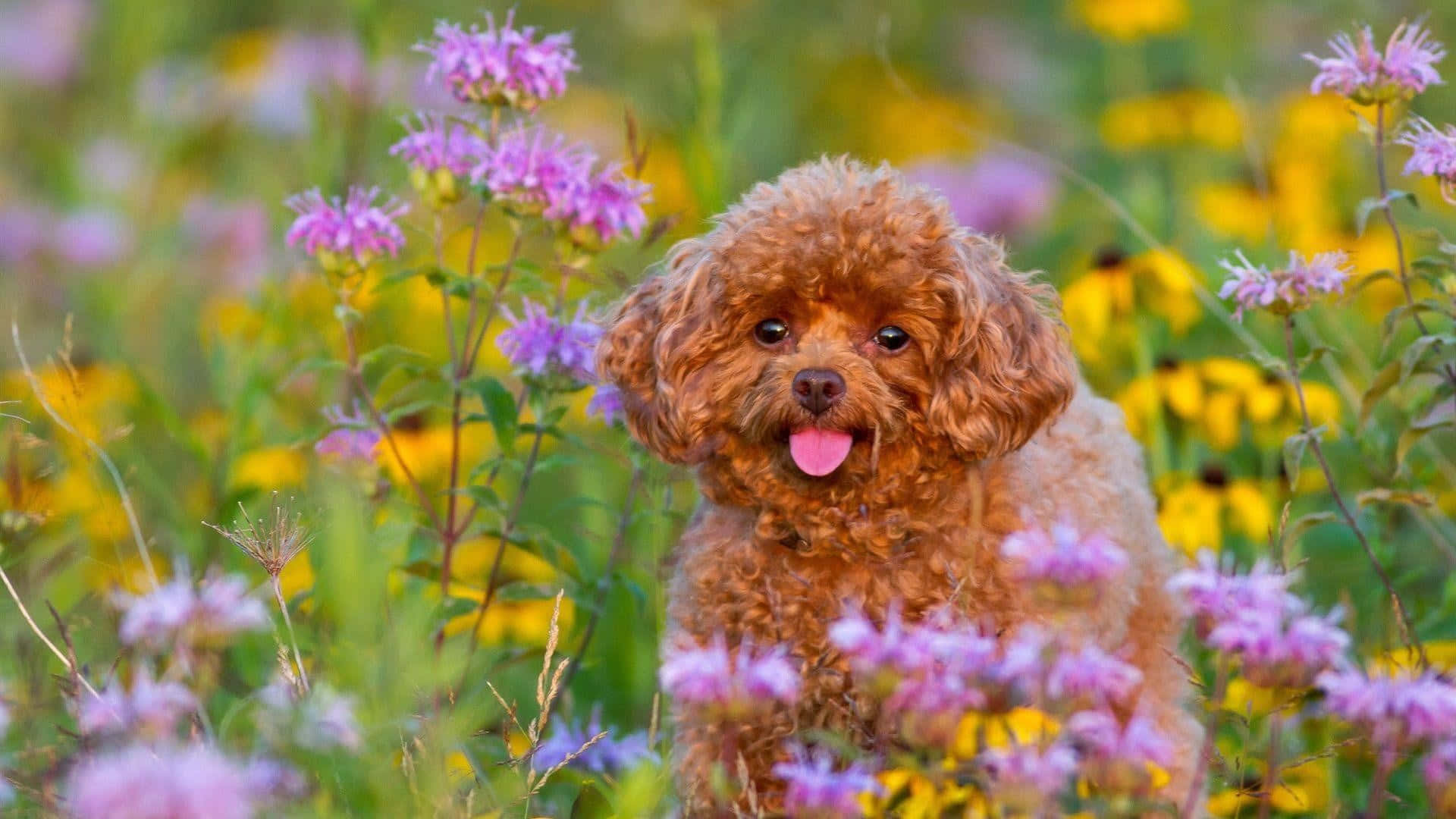 brown poodle dog, field of flowers, purple and yellow wildflowers, Full HD Desktop Wallpaper