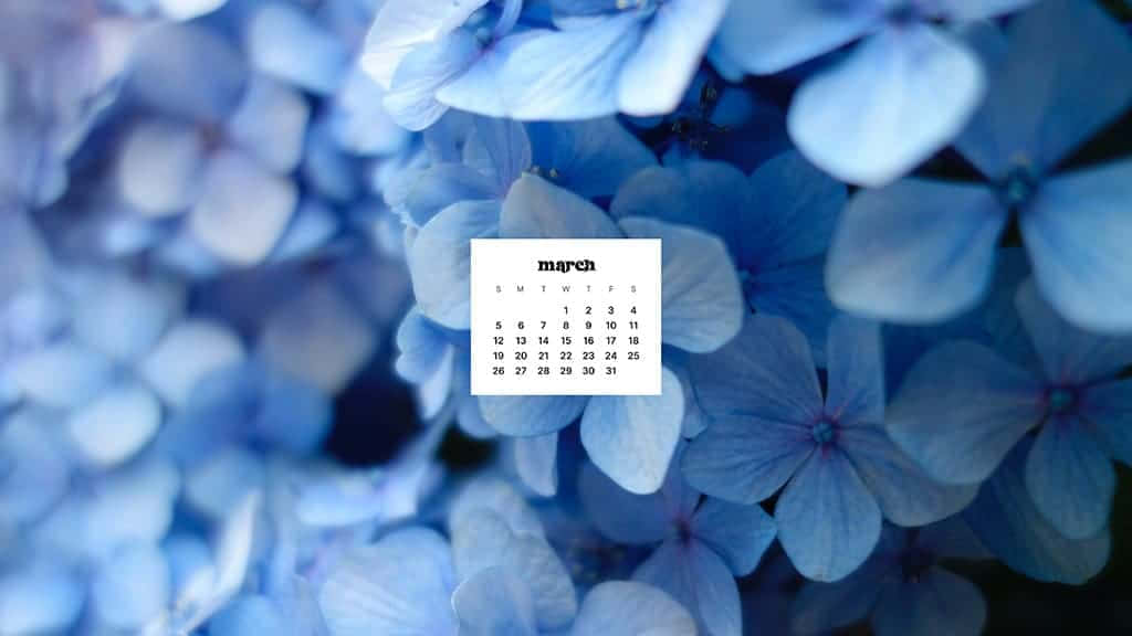 March calendar, blue hydrangea blossoms, soft-focus field, SD Desktop Wallpaper