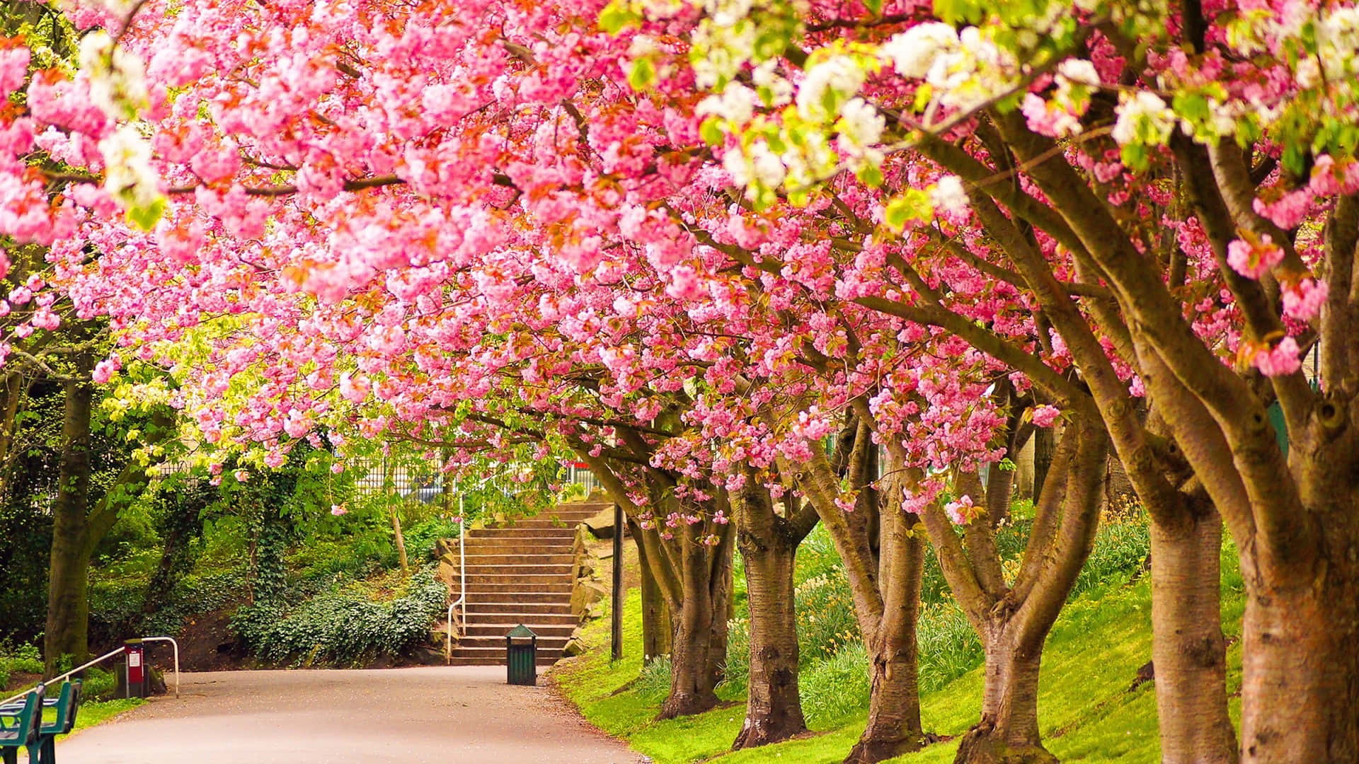 cherry blossoms, pink, lush green park, Full HD Desktop Wallpaper