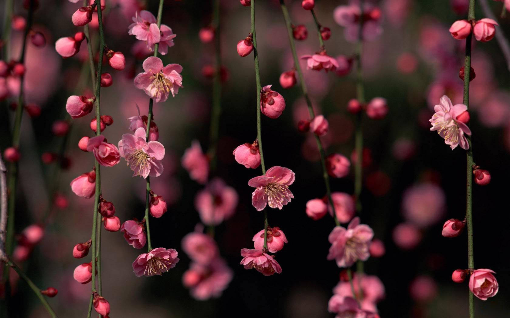 spring desktop, hanging flowers, delicate pink blossoms, HD Desktop Wallpaper