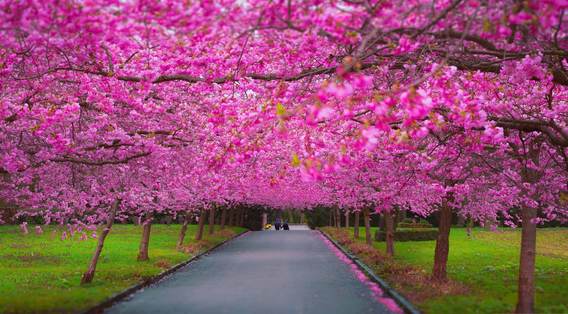 pink cherry blossoms, green grass, winding path, HD Desktop Wallpaper