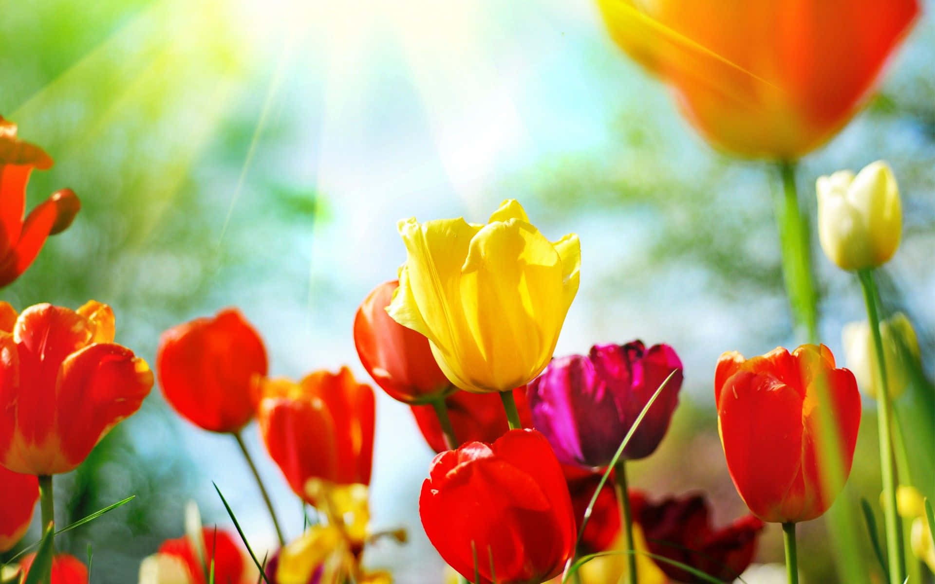 spring flowers, tulips, red, Full HD Desktop Wallpaper
