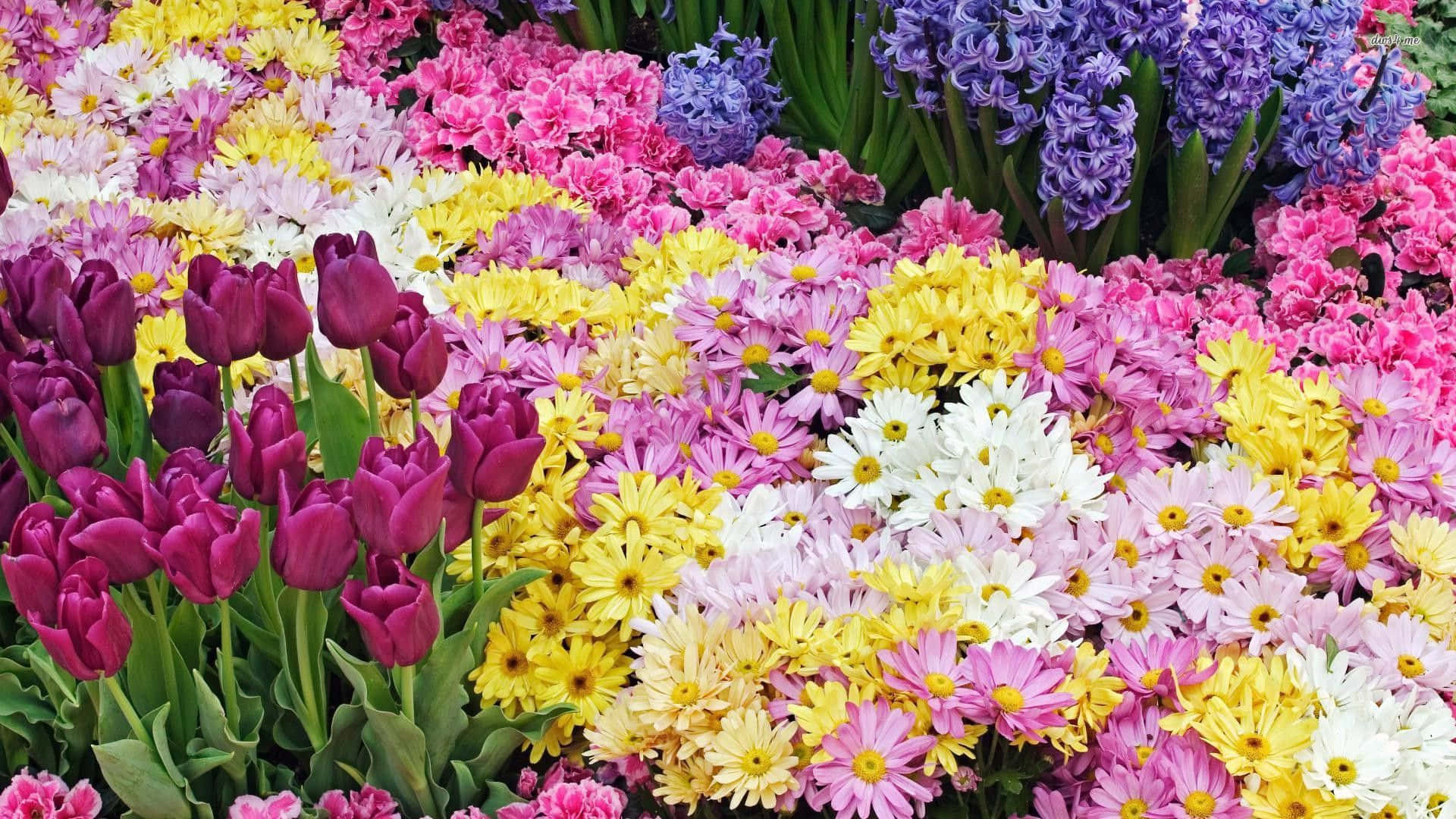 tulips, daisies, hyacinths, Full HD Desktop Wallpaper