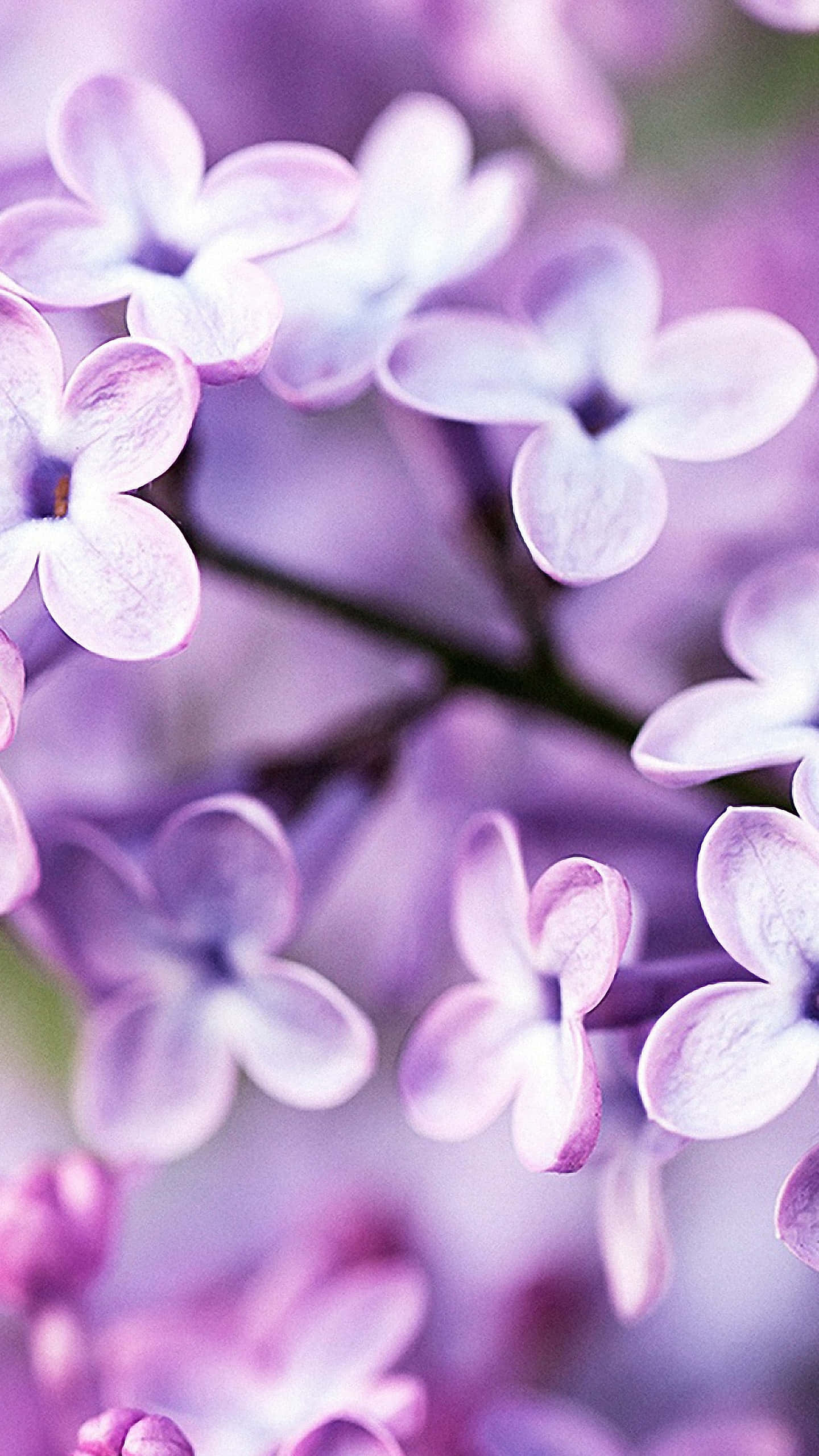 cute spring iphone, soft purple lilac blossoms, delicate focus, 2K Phone Wallpaper