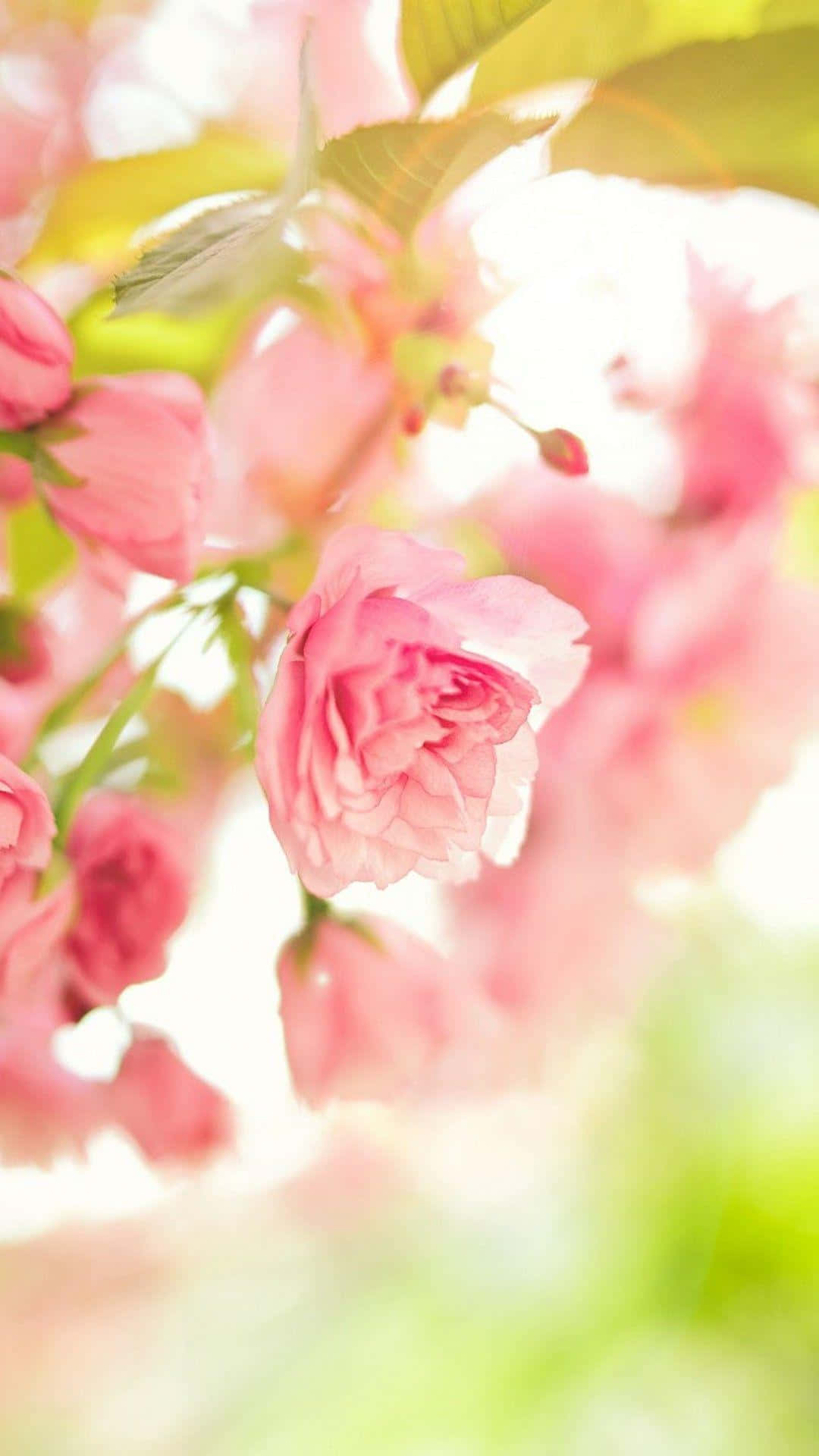 Cute Spring Pink Rose iPhone, soft pink cherry blossoms, warm sunlight, Full HD Phone Wallpaper