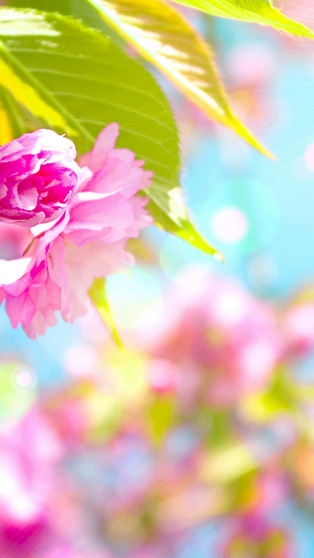 pink cherry blossom, soft blue sky, sunlit green leaves, Full HD Phone Wallpaper