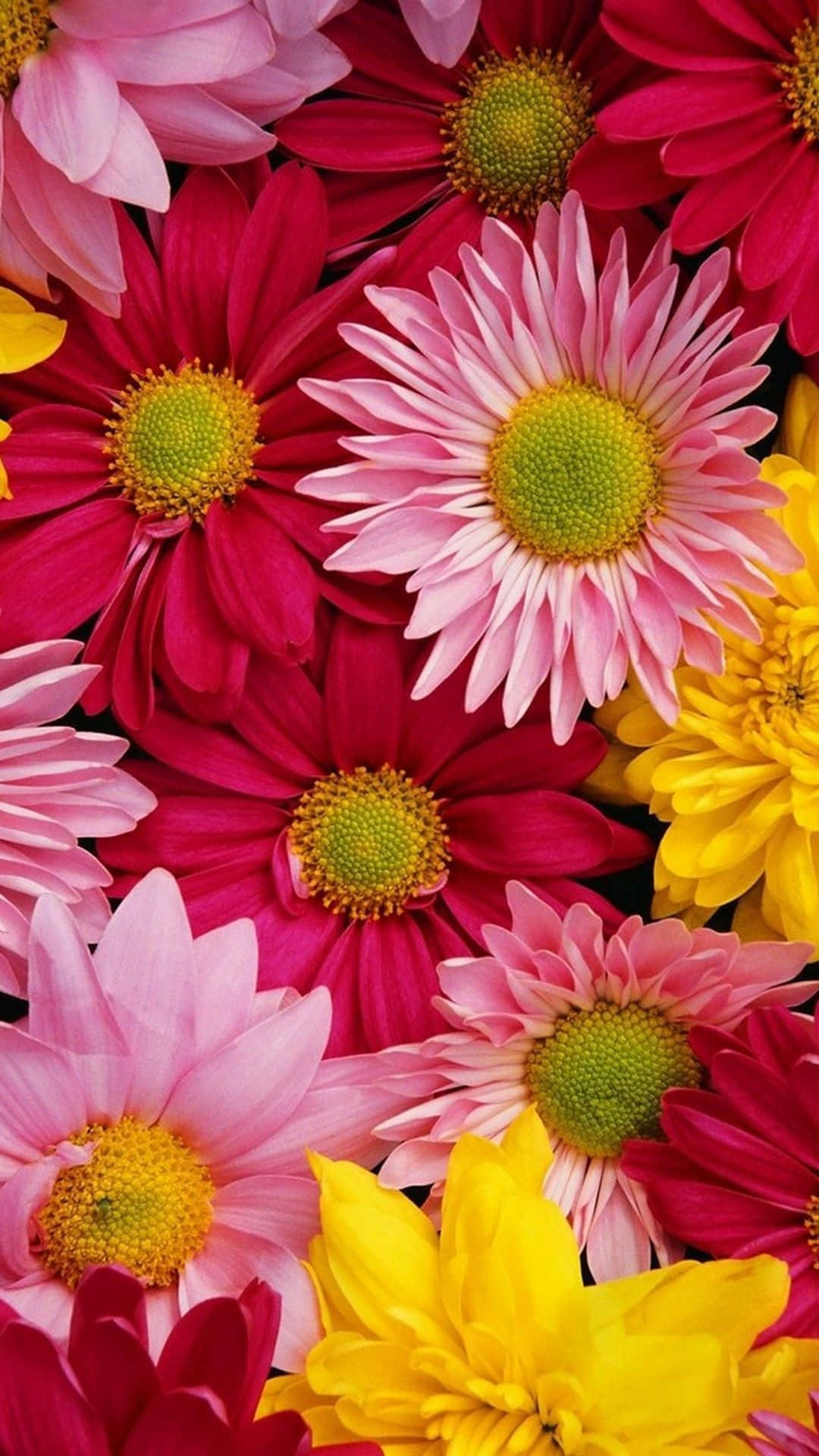 pink magenta, yellow daisies, green centers, Full HD Phone Wallpaper