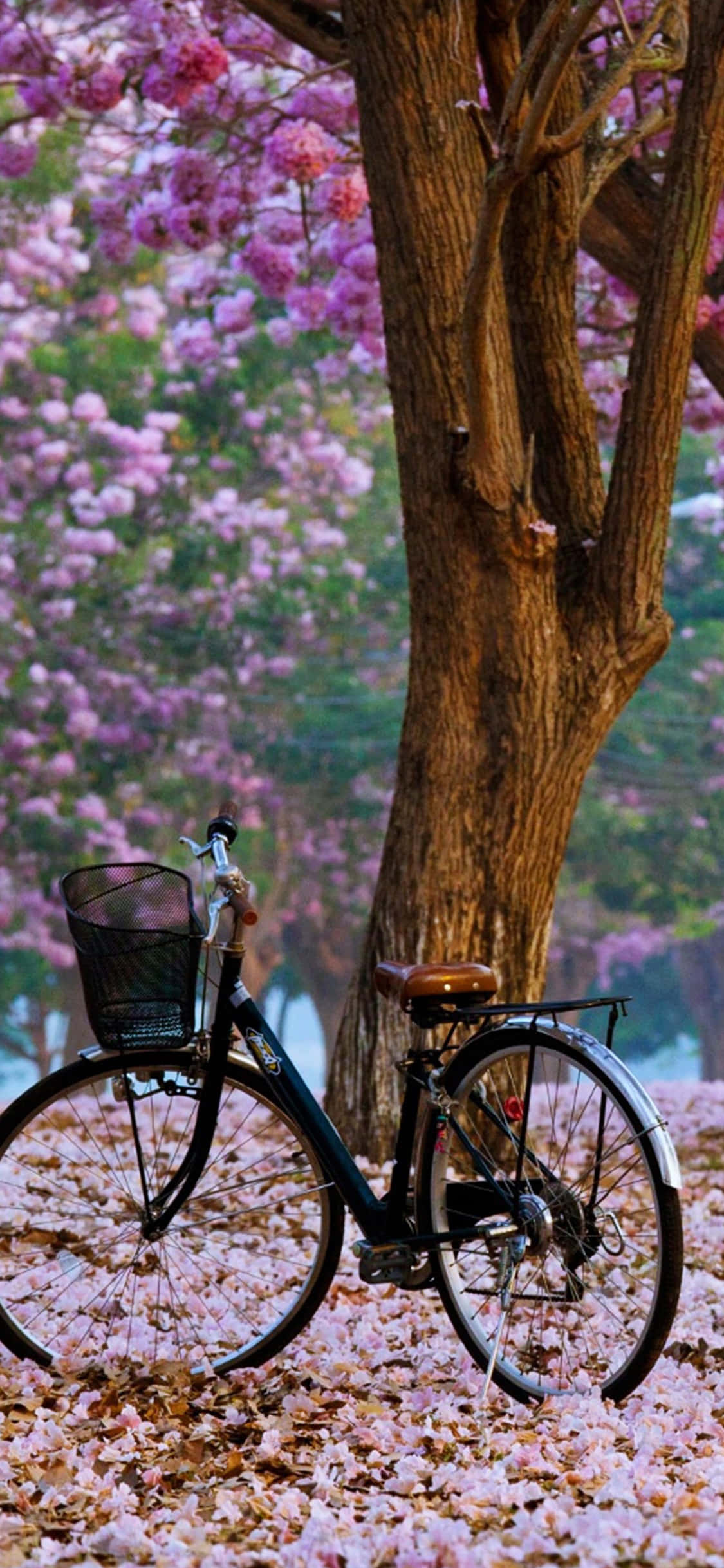 Cute Spring iPhone, vintage bicycle, basket, Full HD Phone Wallpaper