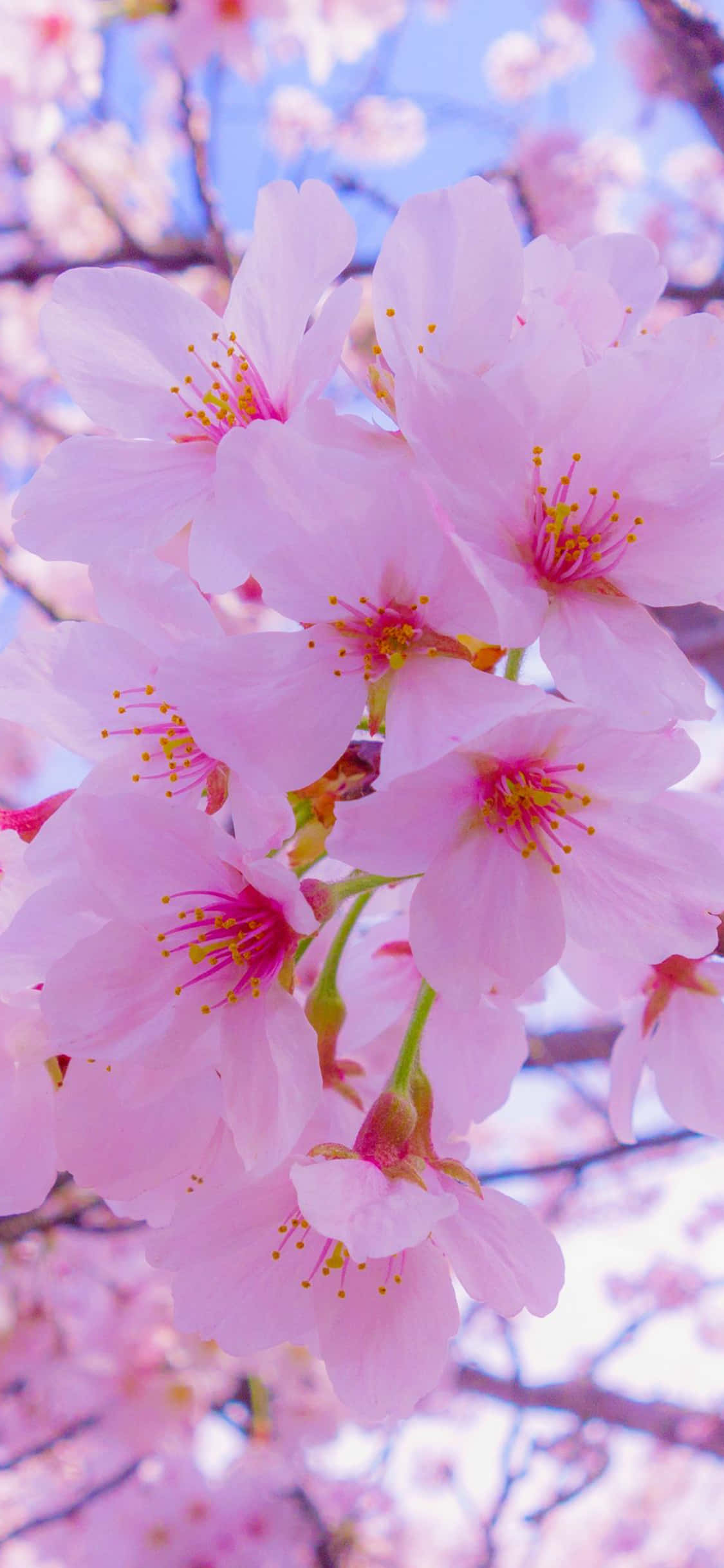 cute spring iphone, soft pink cherry blossoms, bright blue sky, Full HD Phone Wallpaper