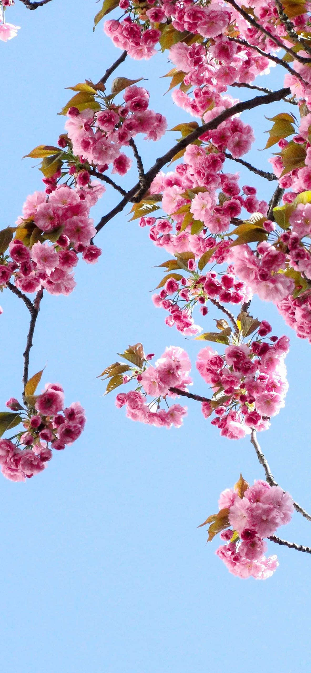 pink cherry blossoms, clear blue sky, vibrant spring scene, 2K Phone Wallpaper