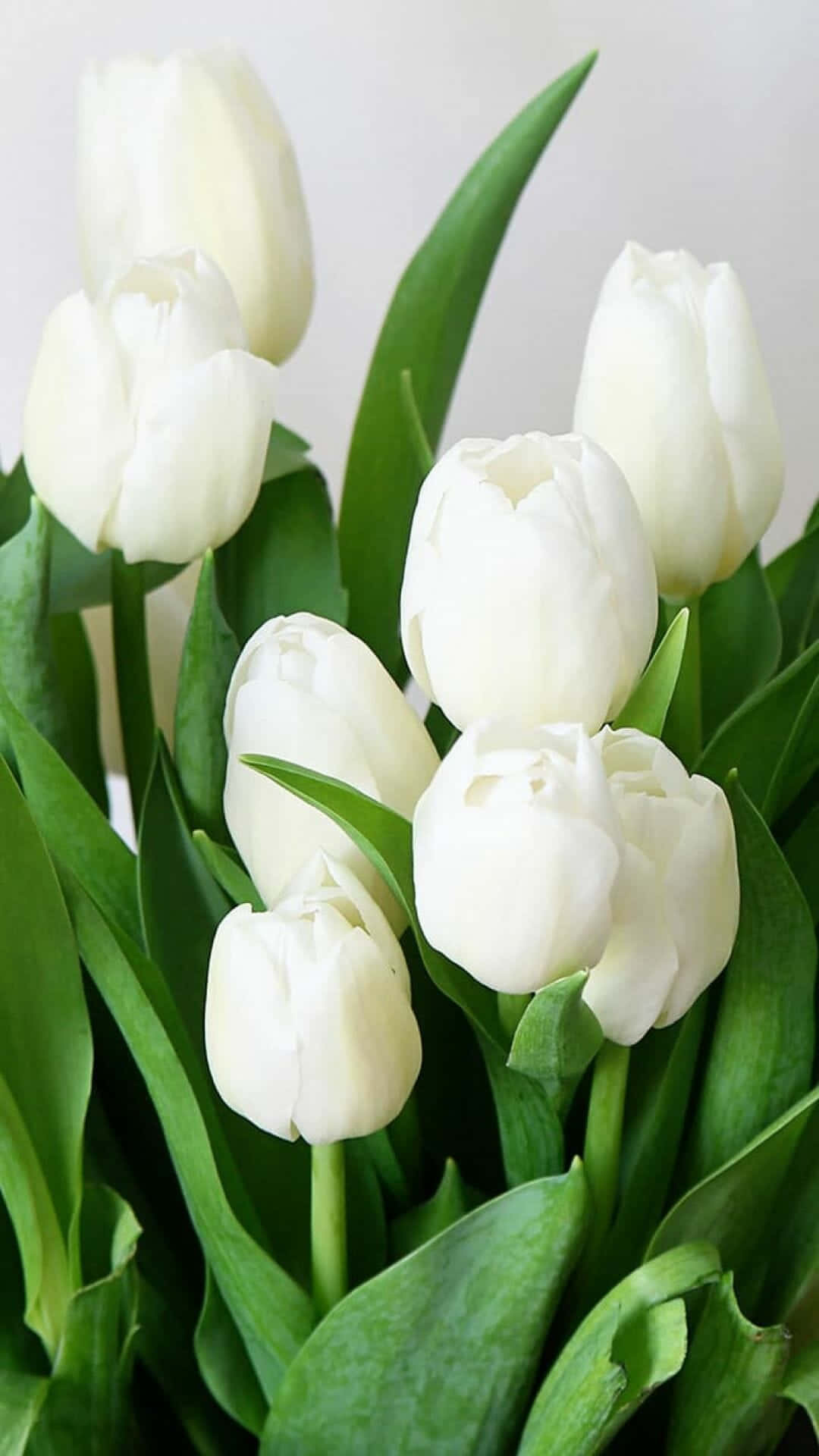 Cute Spring White iPhone, pristine white tulips, lush green leaves, Full HD Phone Wallpaper