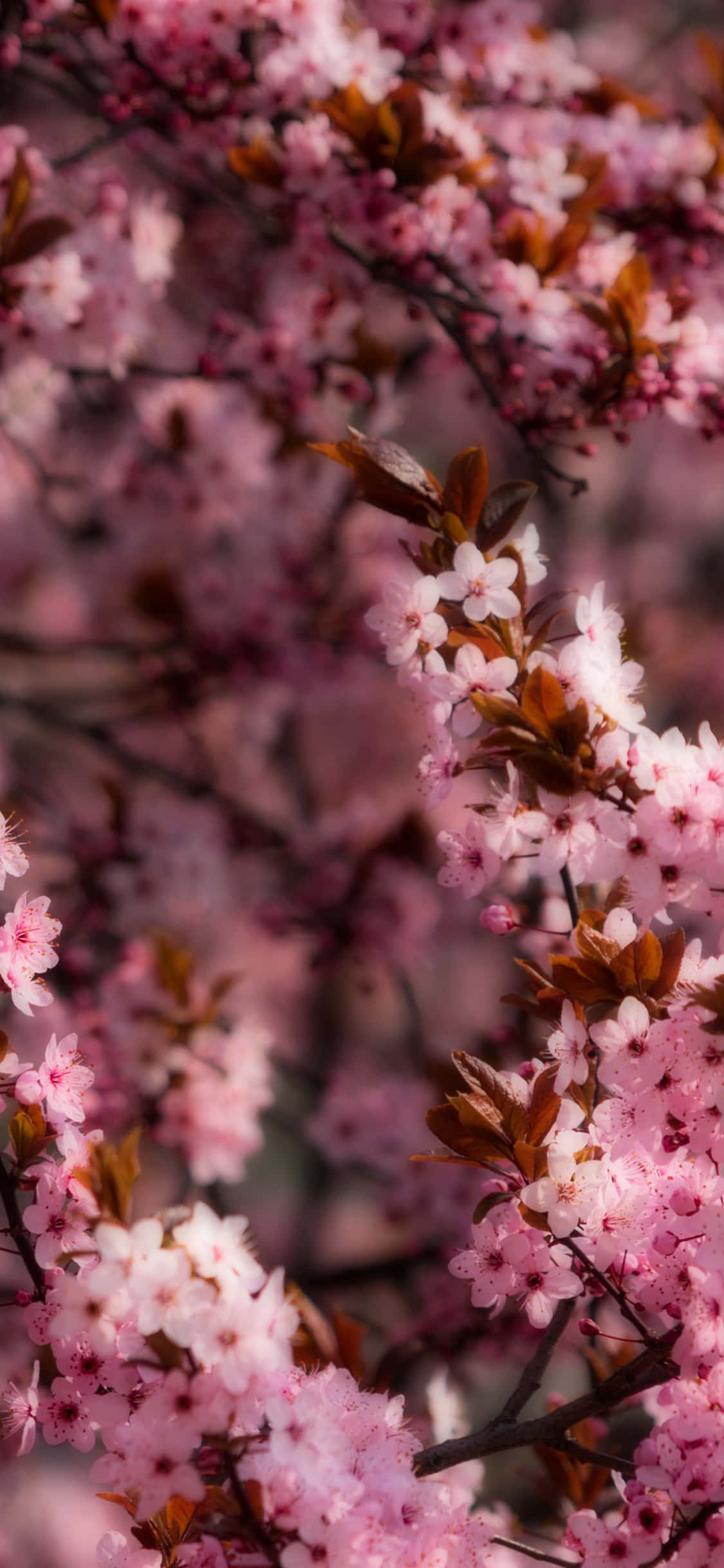 pink cherry blossoms, dark brown leaves, slender branches, Full HD Phone Wallpaper