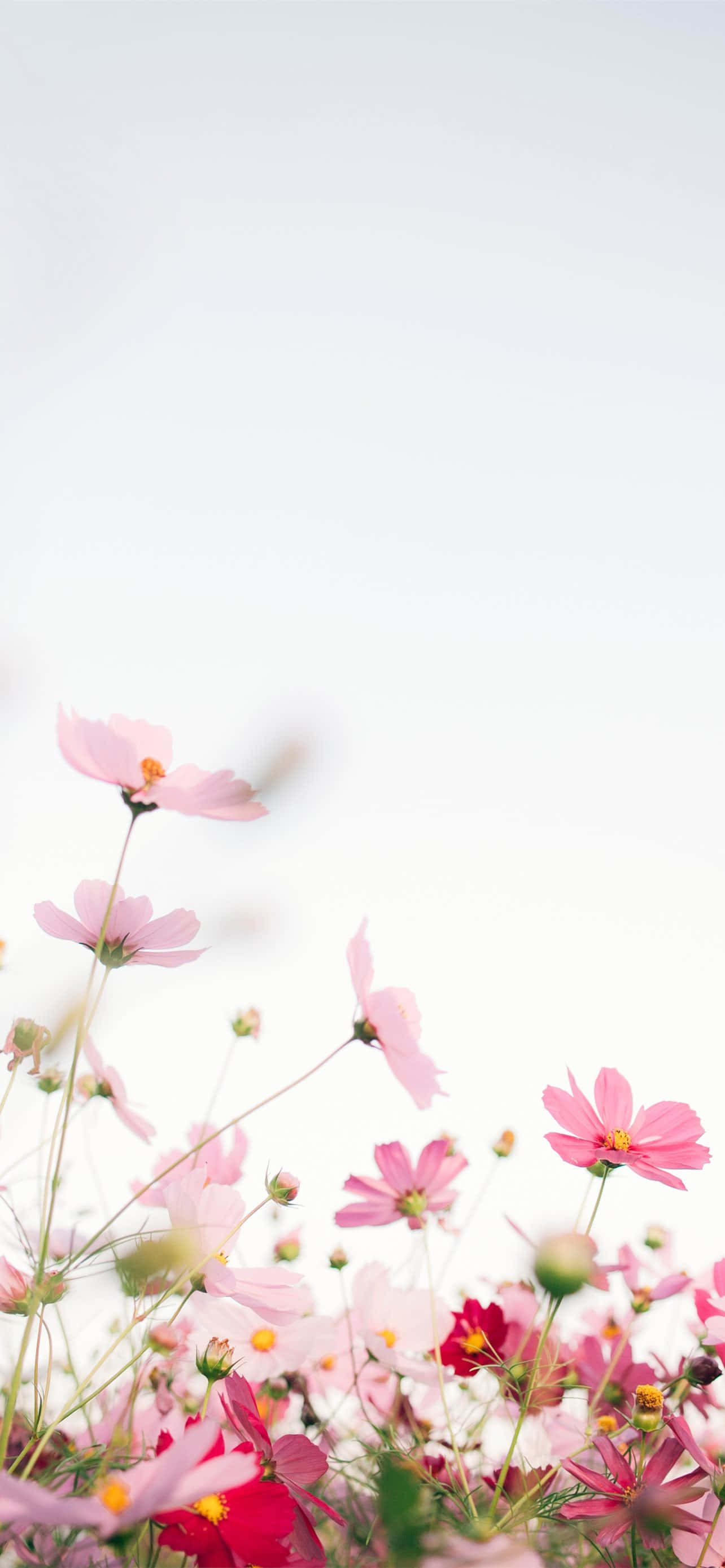 Cute Spring iPhone, soft pink, red cosmos flowers, 2K Phone Wallpaper