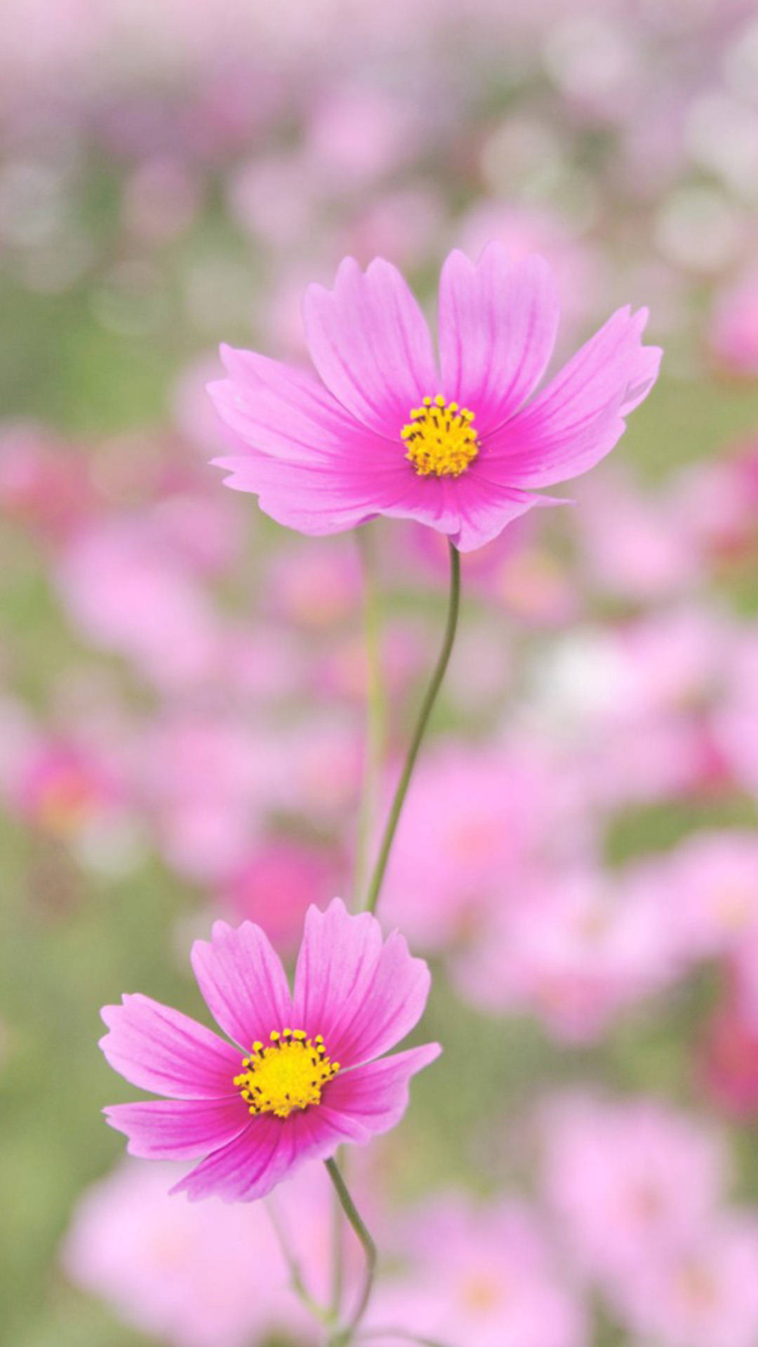 spring flower iphone, pink cosmos flowers, bright yellow centers, Full HD Phone Wallpaper