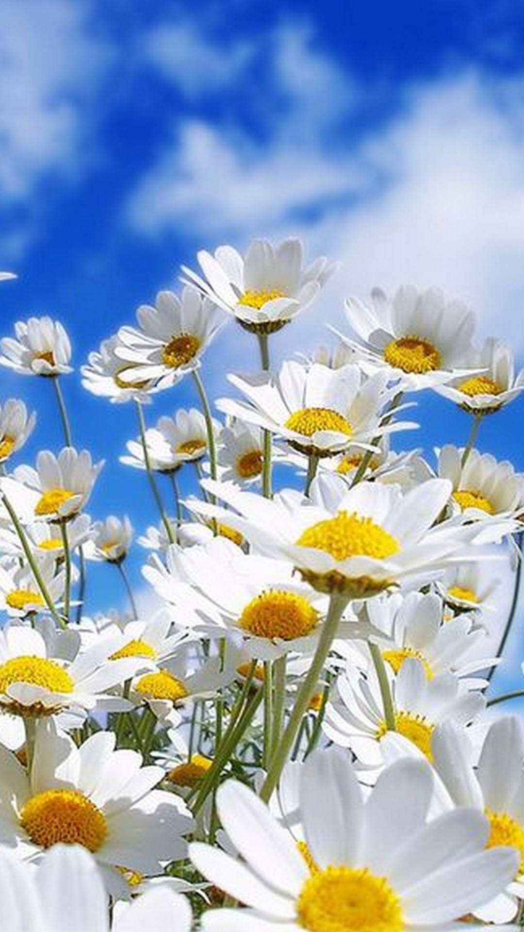 Spring Flower, blue sky, white daisies, Full HD Phone Wallpaper