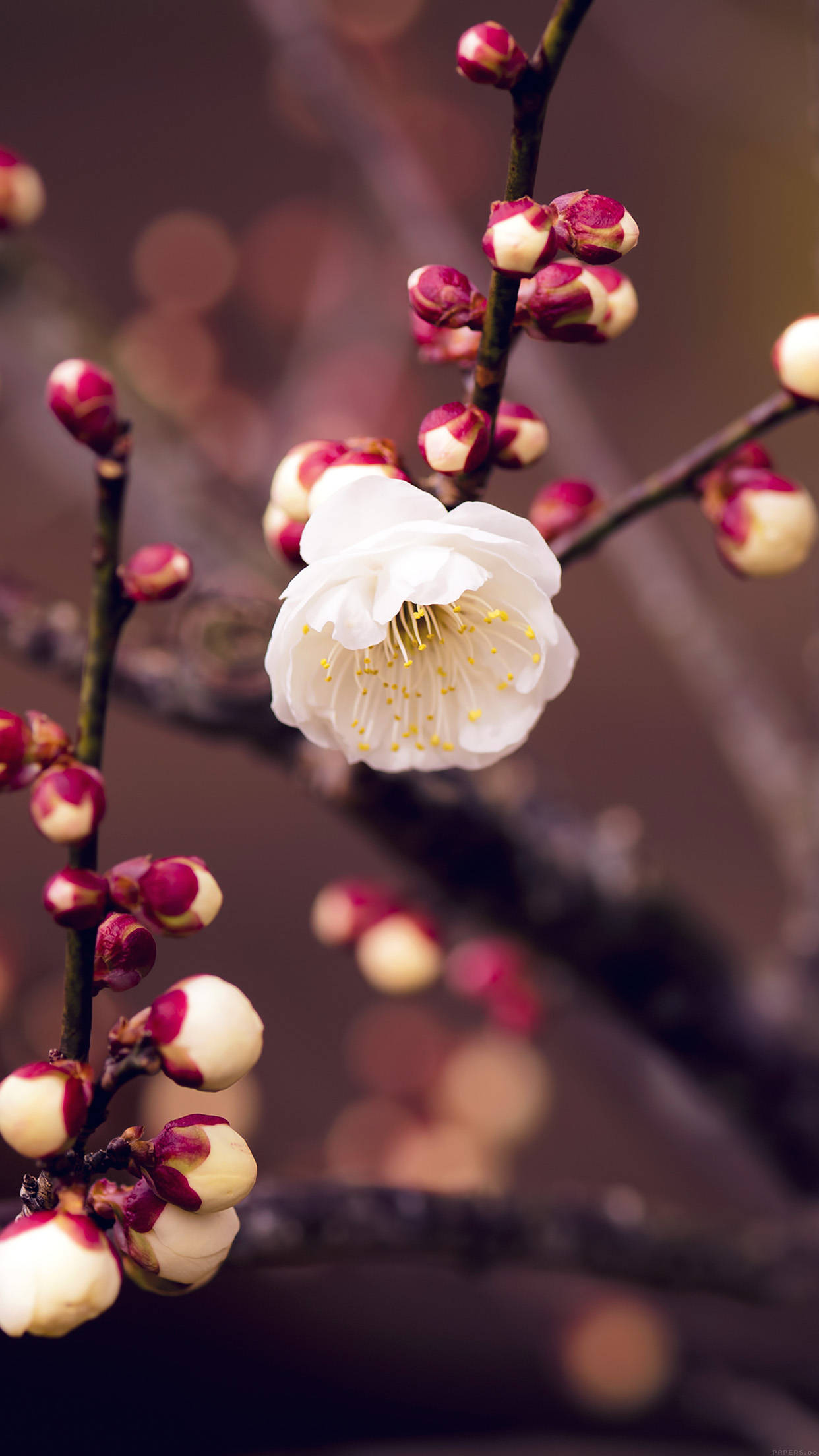 white plum blossom, yellow stamens, pink and cream buds, Full HD Phone Wallpaper