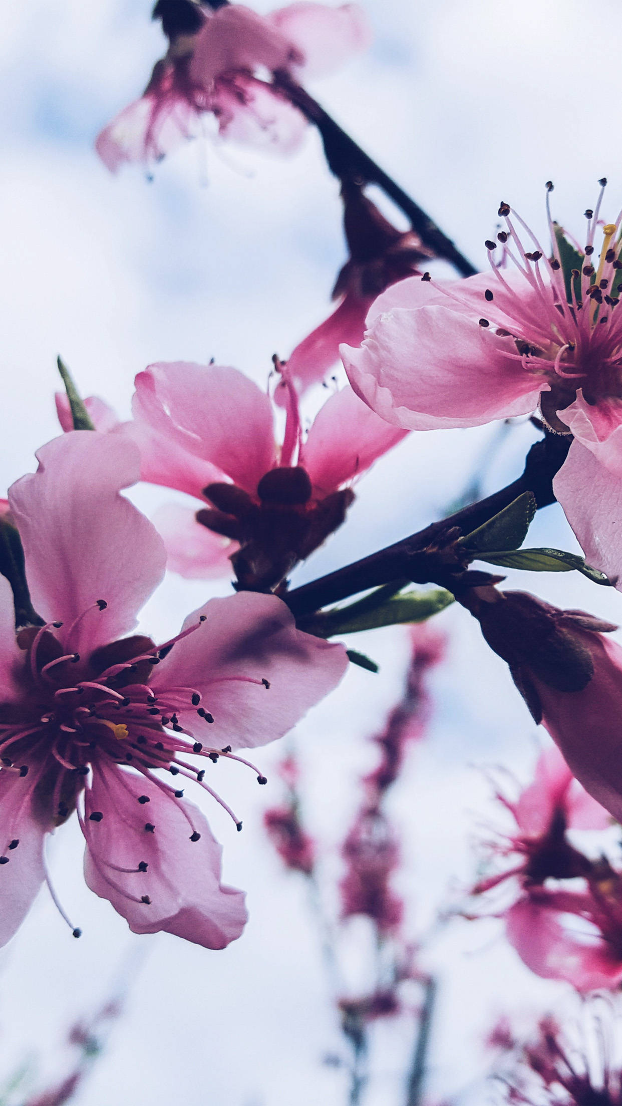 spring flower iPhone, peach blossoms, dark branches, Full HD Phone Wallpaper