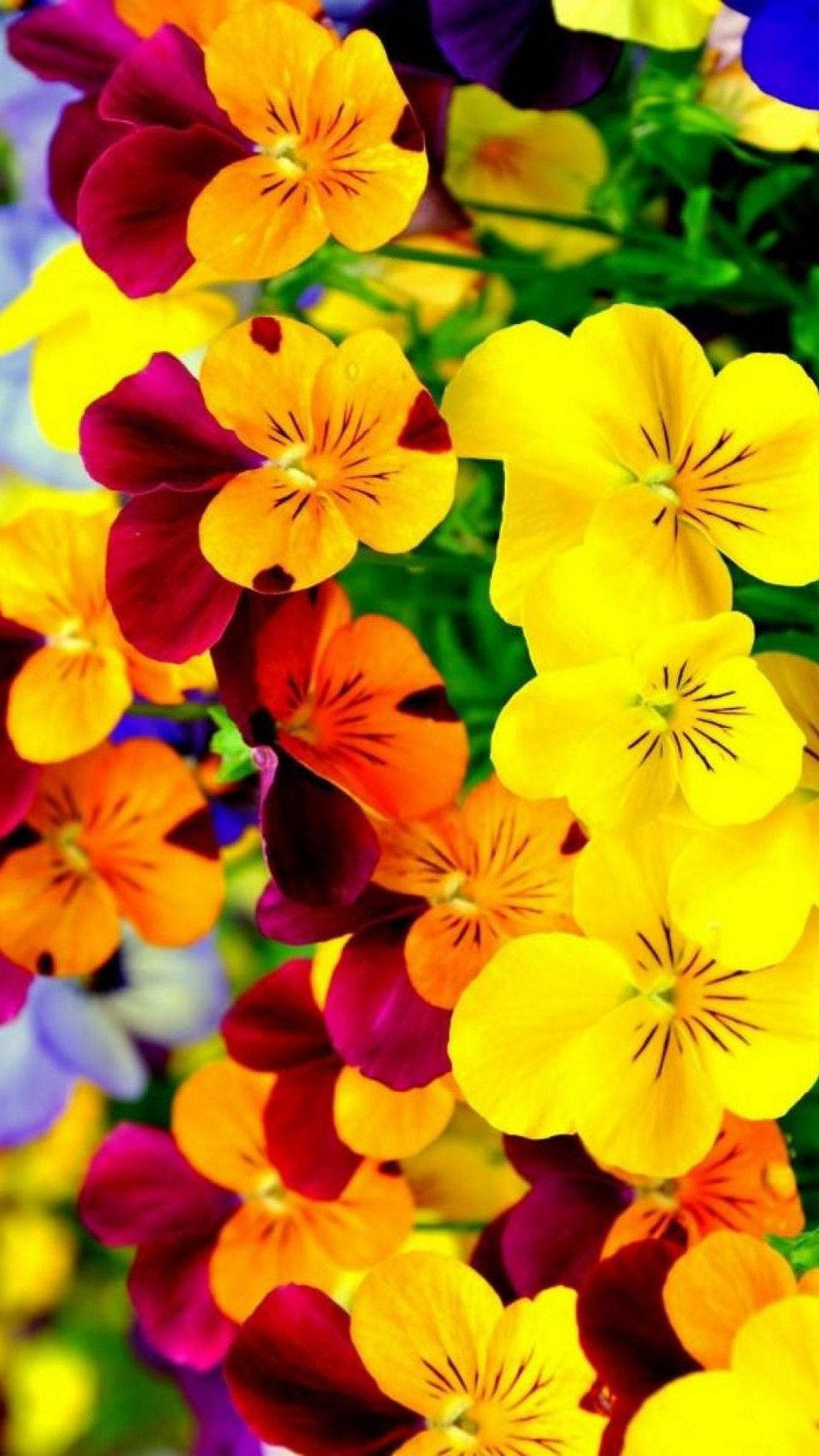 Spring Flower Pansy iPhone, pansies, yellow orange, Full HD Phone Wallpaper