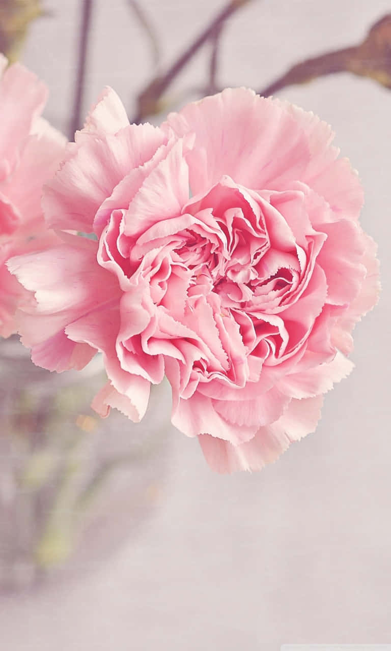 light pink floral iPhone, soft pink carnation, ruffled petals, HD Phone Wallpaper