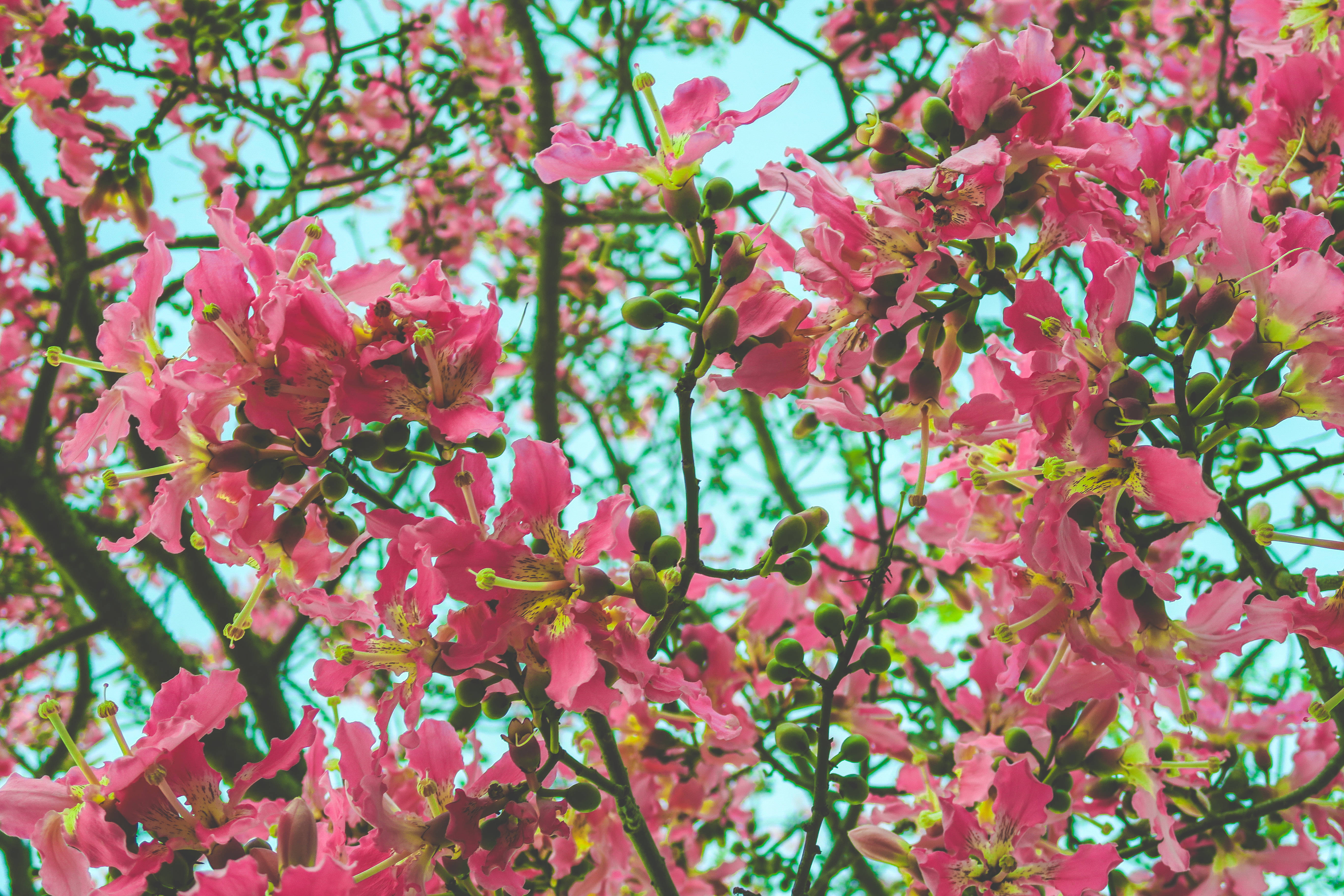 colorful springtime blossom, iPhone, vibrant pink blossoms, 5K Desktop Wallpaper
