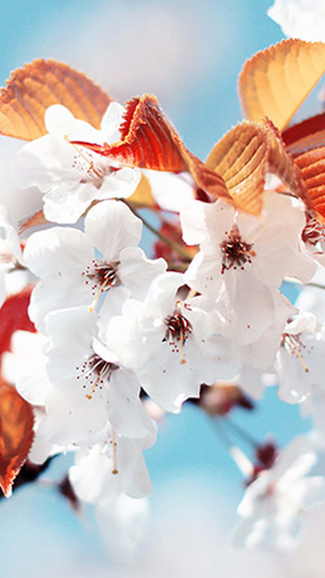 Cute Spring iPhone, white cherry blossoms, coppery leaves, Full HD Phone Wallpaper