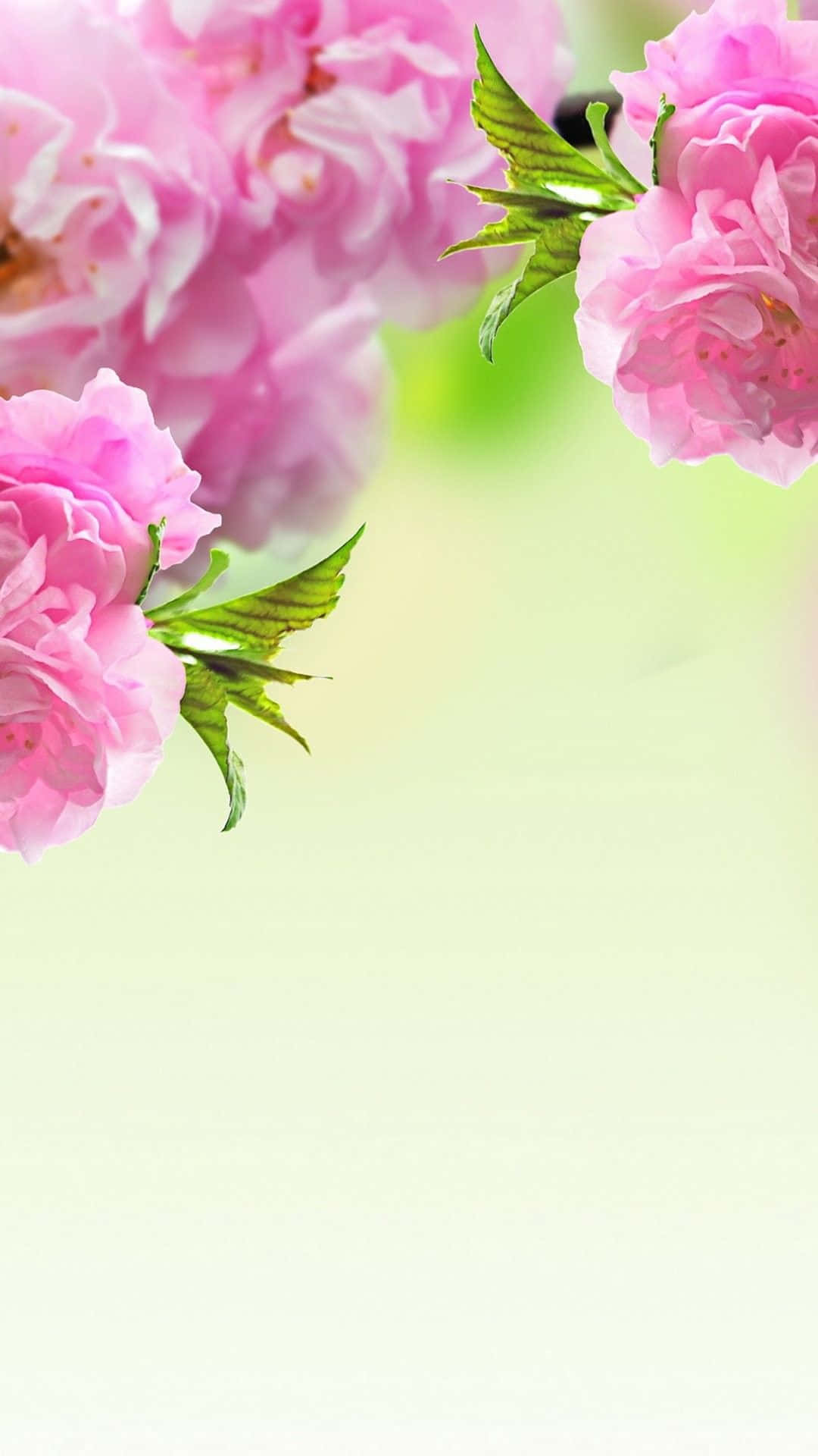 Cute Spring Purple Roses iPhone, soft pink blossoms, green leaves, Full HD Phone Wallpaper