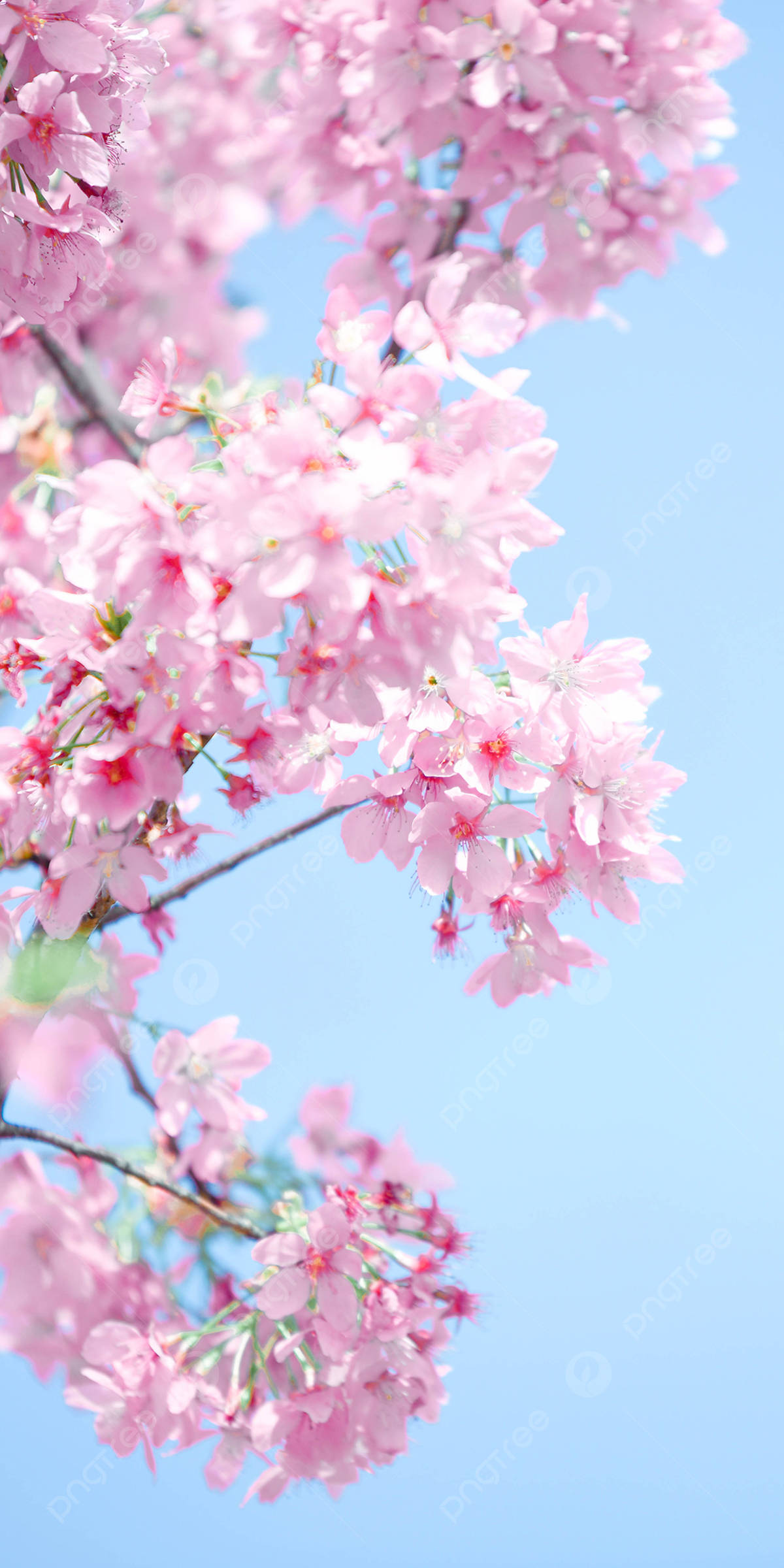 Cute Spring Phone, cherry blossoms, pink, Full HD Phone Wallpaper