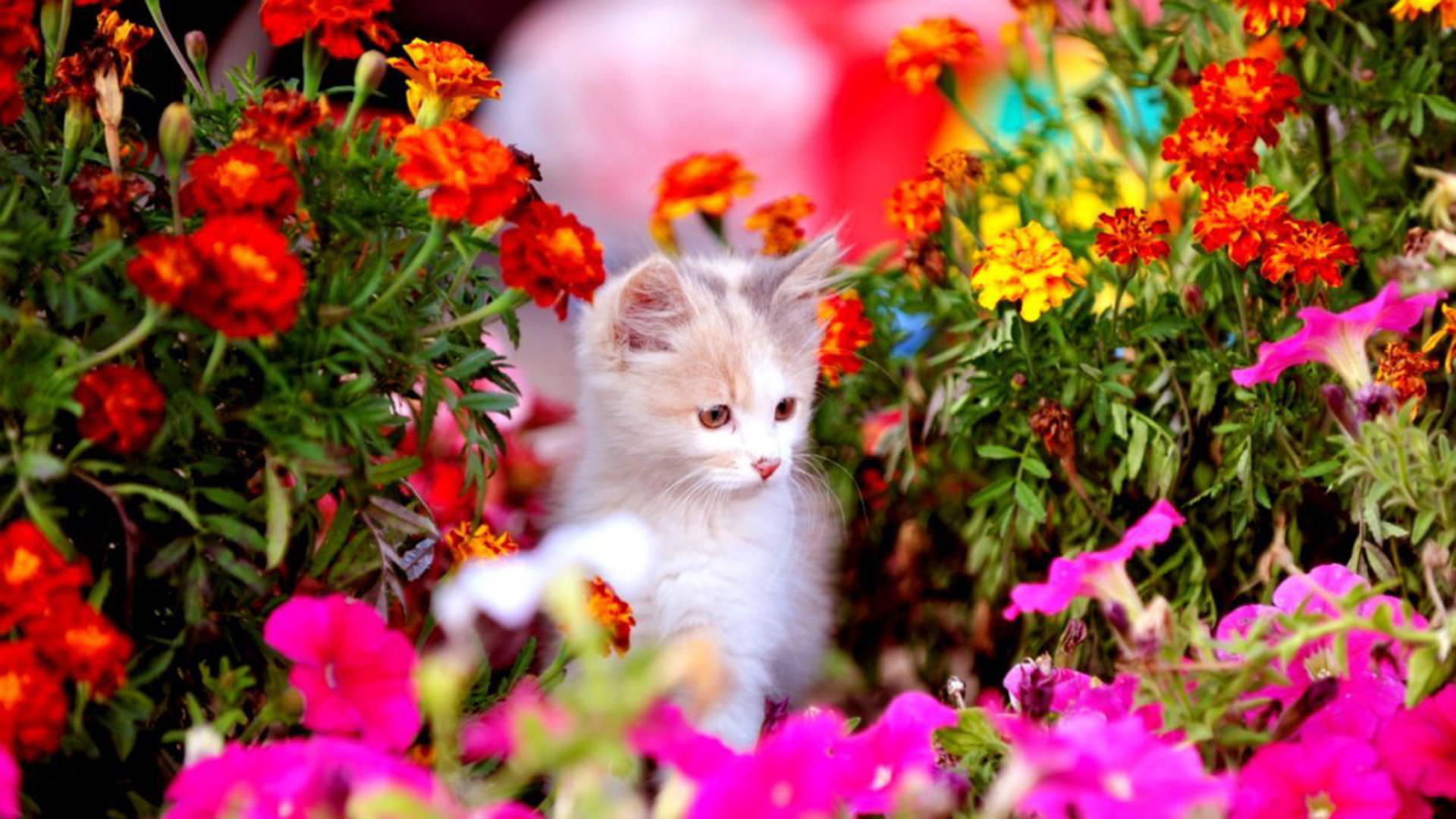 kitten, fluffy white kitten, vibrant bed of red orange and pink flowers, Full HD Desktop Wallpaper