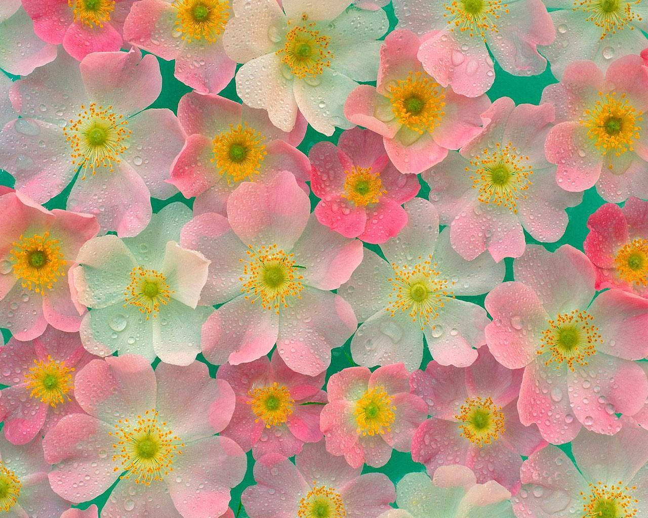 pink and white flowers, yellow centers, dewdrops, HD Desktop Wallpaper