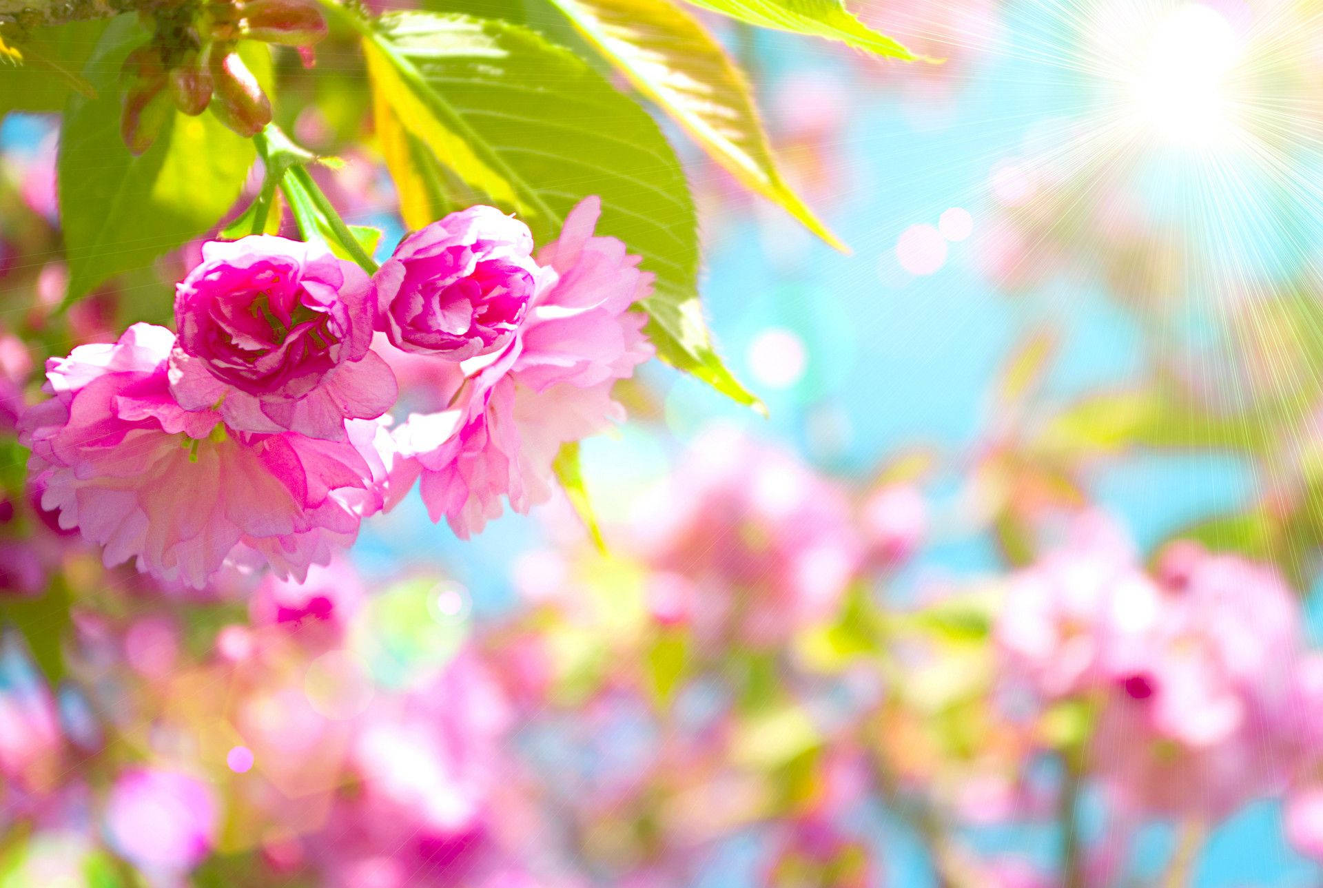 pink cherry blossoms, bright blue sky, sun rays, Full HD Desktop Wallpaper