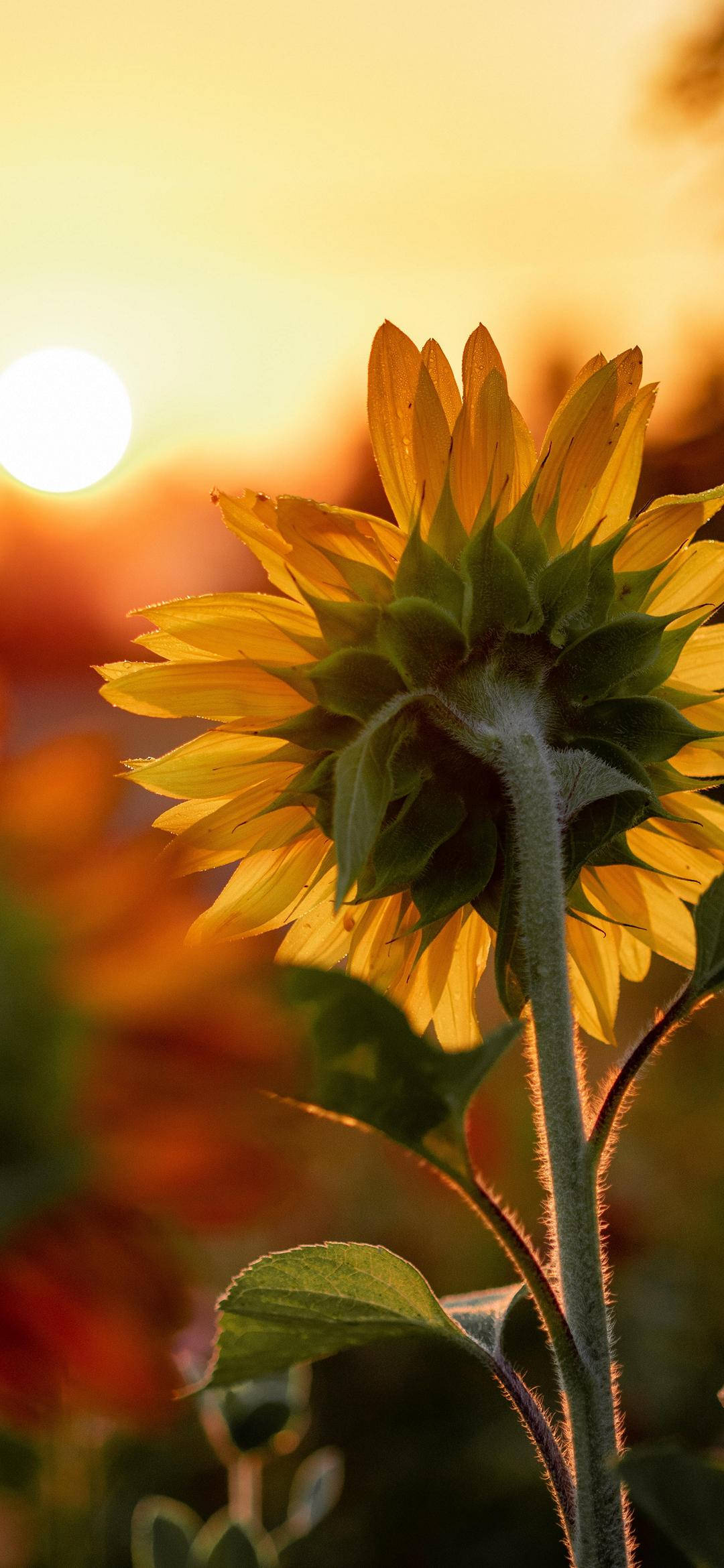 sunflower, golden sunset, soft bokeh, Full HD Phone Wallpaper