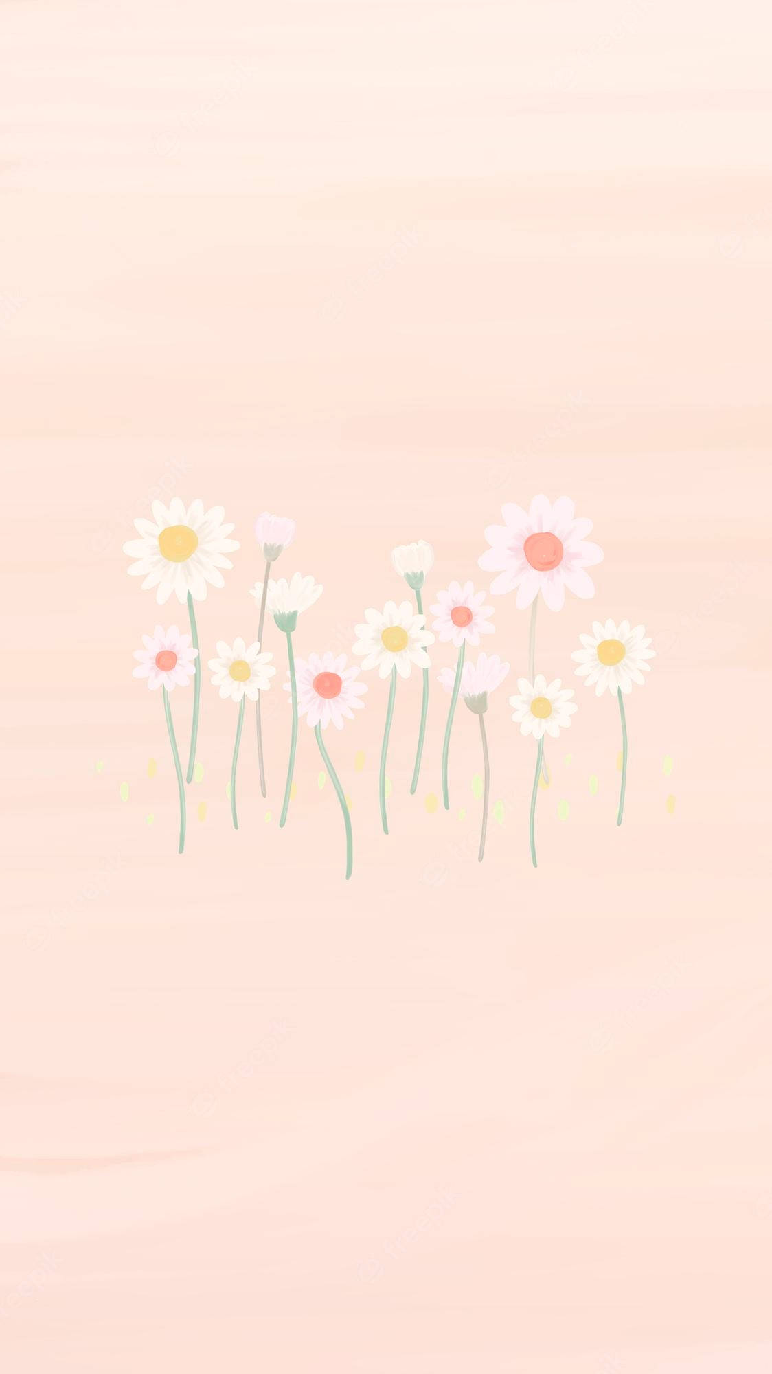 daisies, pink background, peach gradient background, Full HD Phone Wallpaper