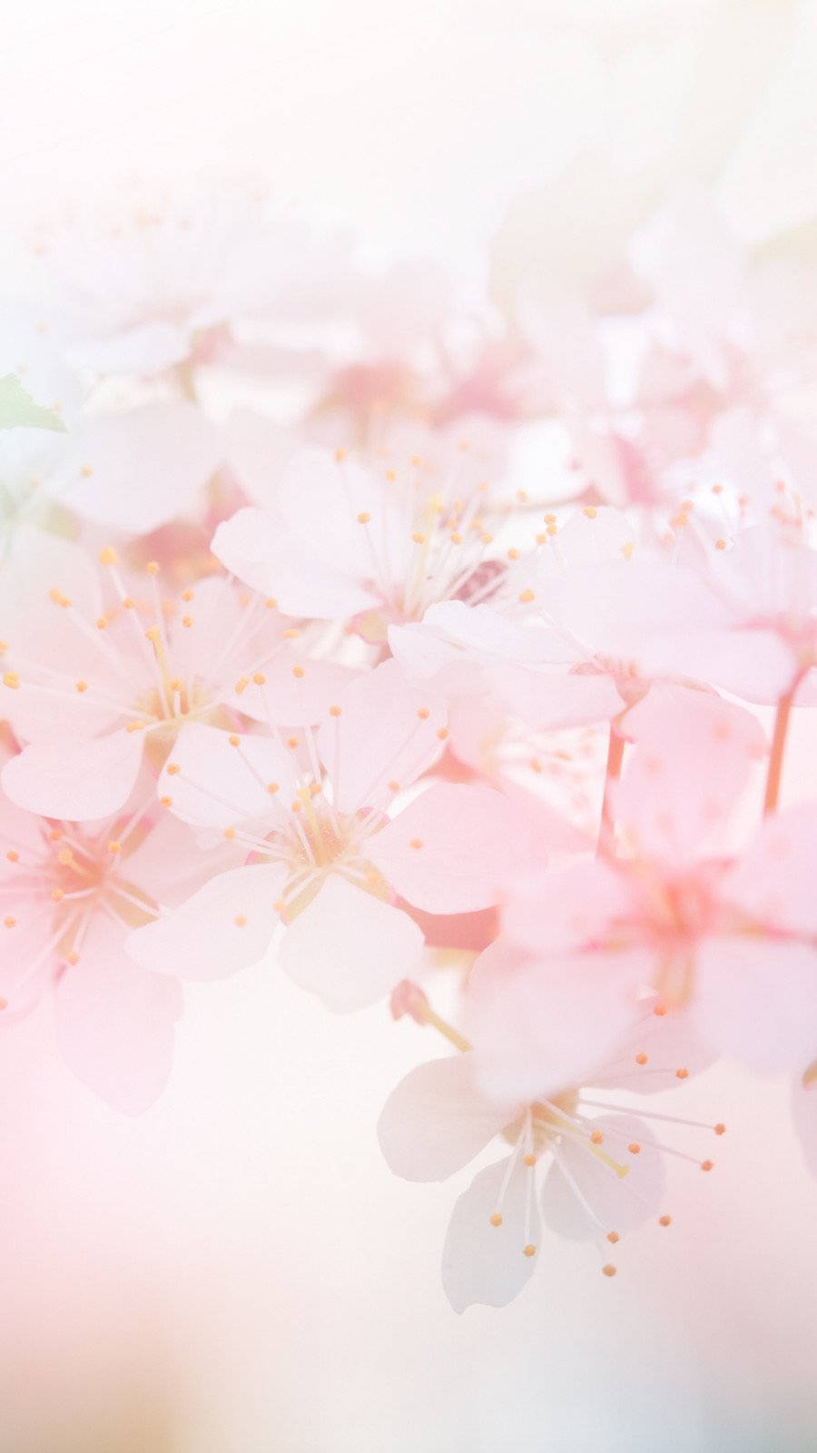 cherry blossoms, soft pink, pastel haze, HD Phone Wallpaper