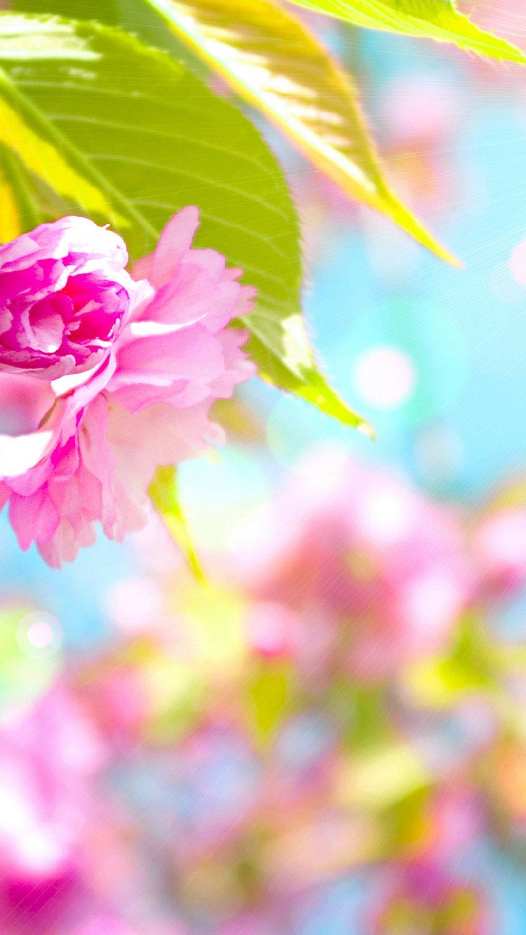 pink cherry blossom, soft blue sky, sunlit green leaves, Full HD Phone Wallpaper