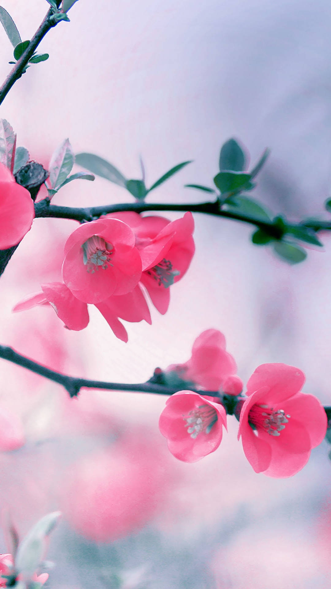 vibrant pink blossoms, slender branch, soft pastel sky, Full HD Phone Wallpaper
