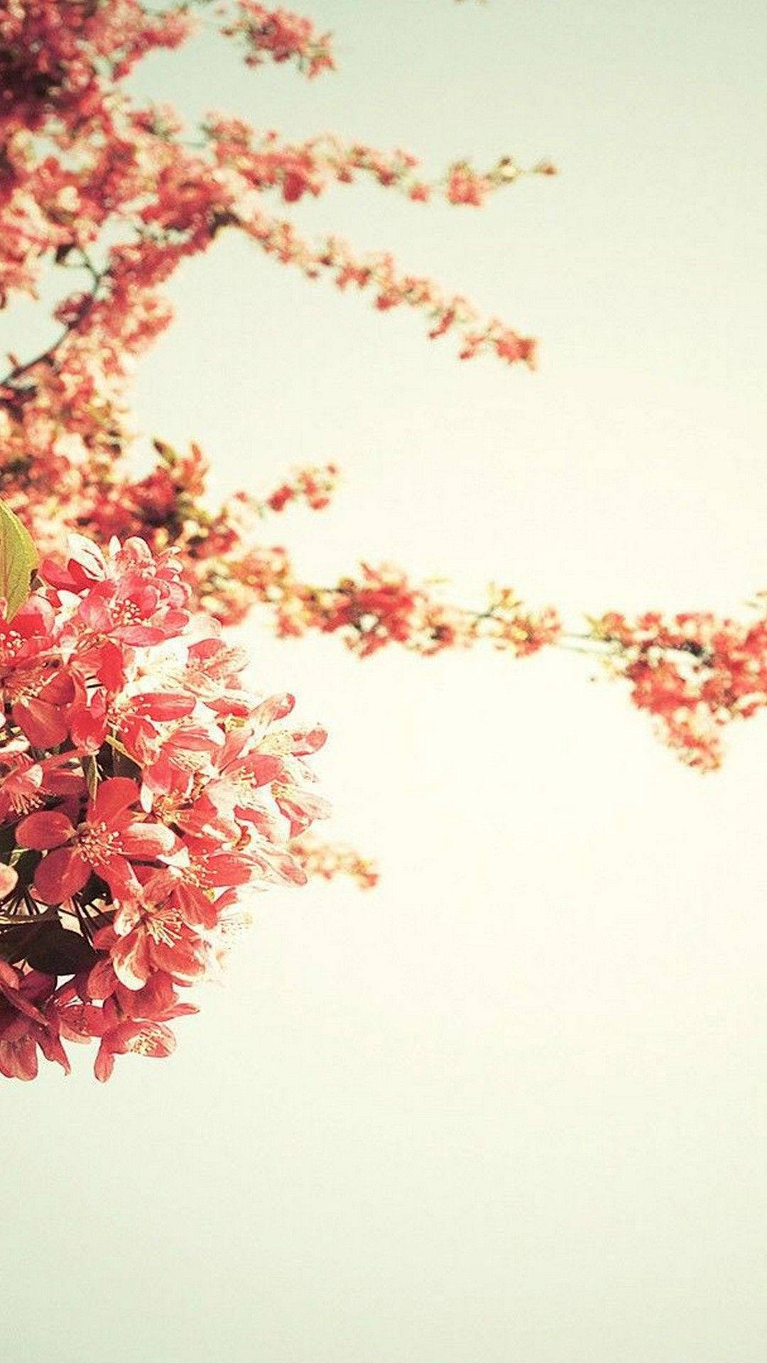 vibrant pink cherry blossoms, soft pastel sky, springtime scene, Full HD Phone Wallpaper