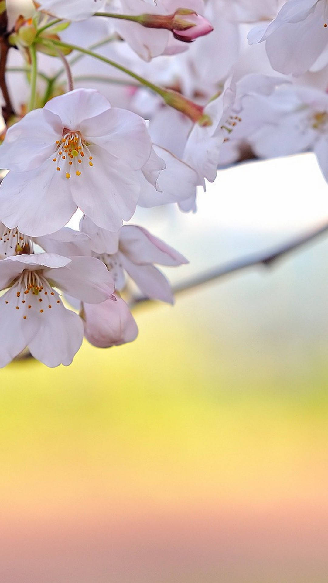 pink cherry blossoms, yellow stamens, blurred pastel background, Full HD Phone Wallpaper