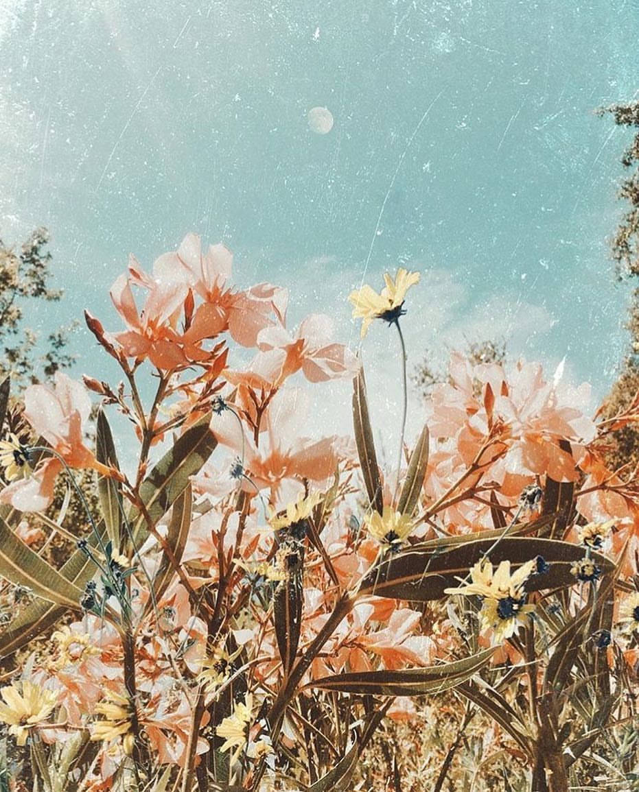 peach, yellow wildflowers, teal sky, SD Phone Wallpaper