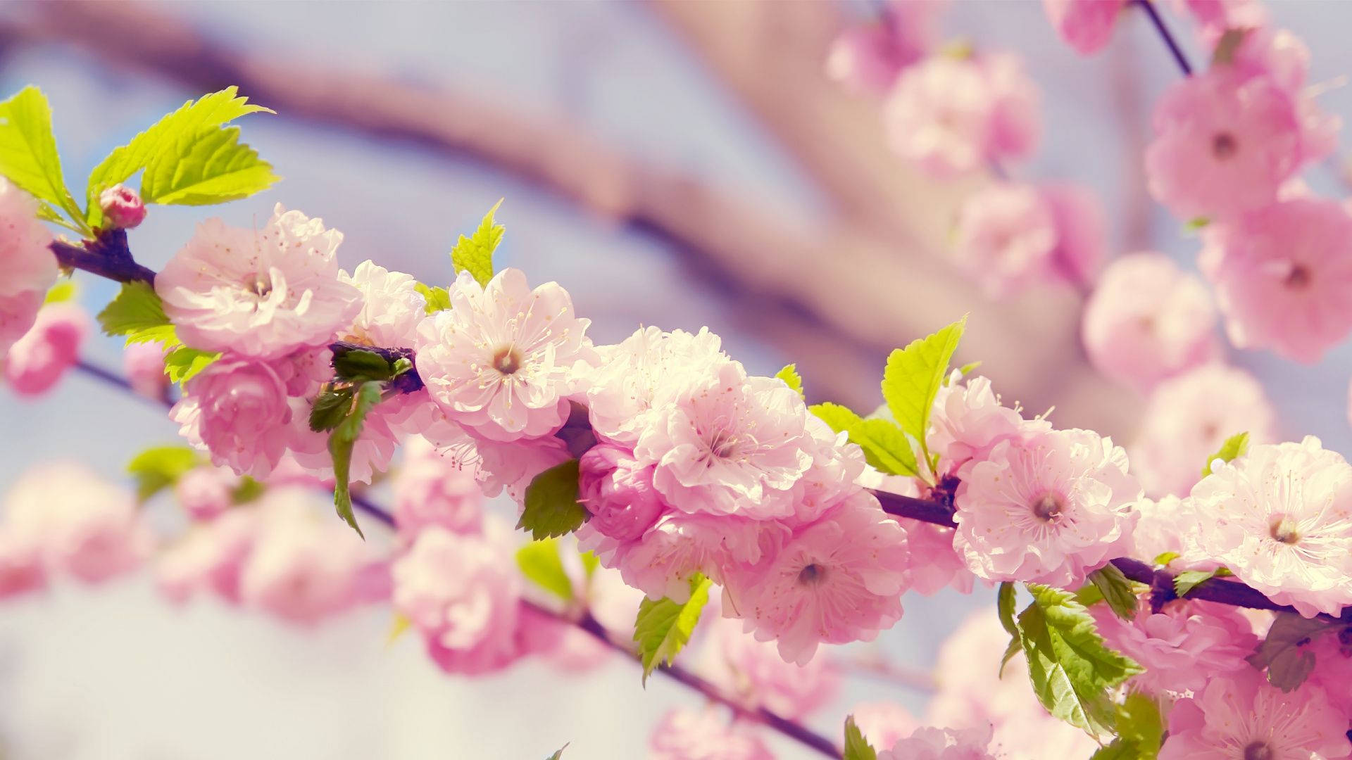 pink cherry blossoms, fresh green leaves, blurred sky, Full HD Desktop Wallpaper
