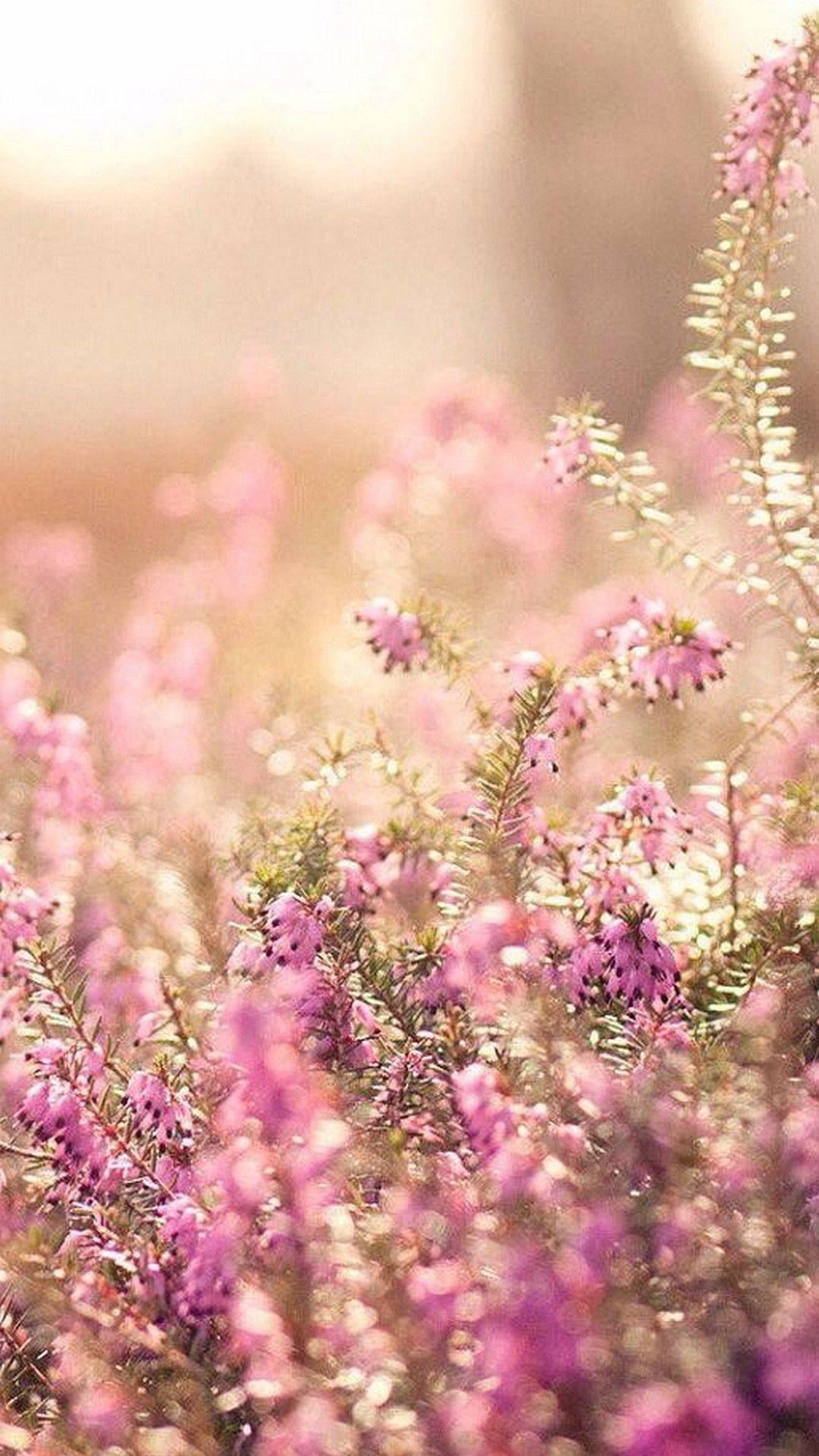 Cute Spring Phone, lavender, sunlight, Full HD Phone Wallpaper