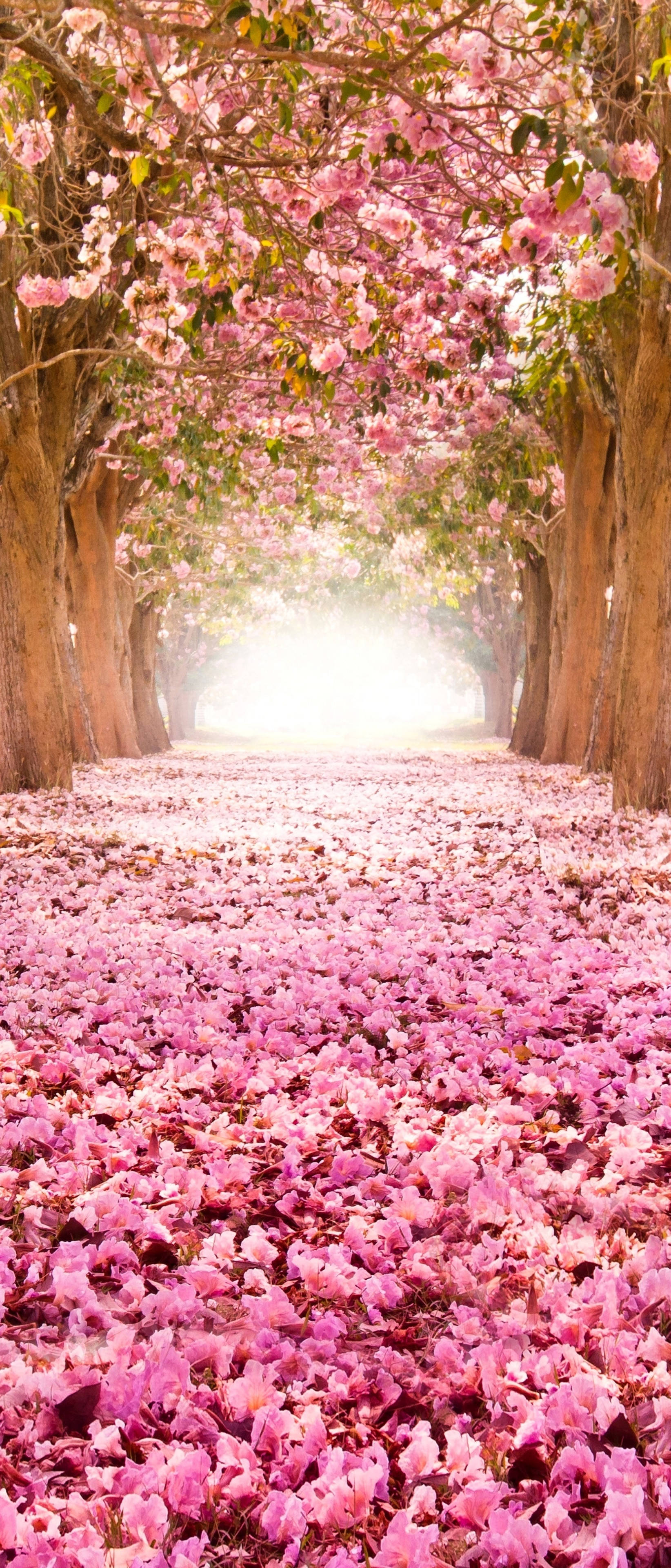 Cute Spring Phone, sunlit pathway, blooming pink trees, 4K Phone Wallpaper