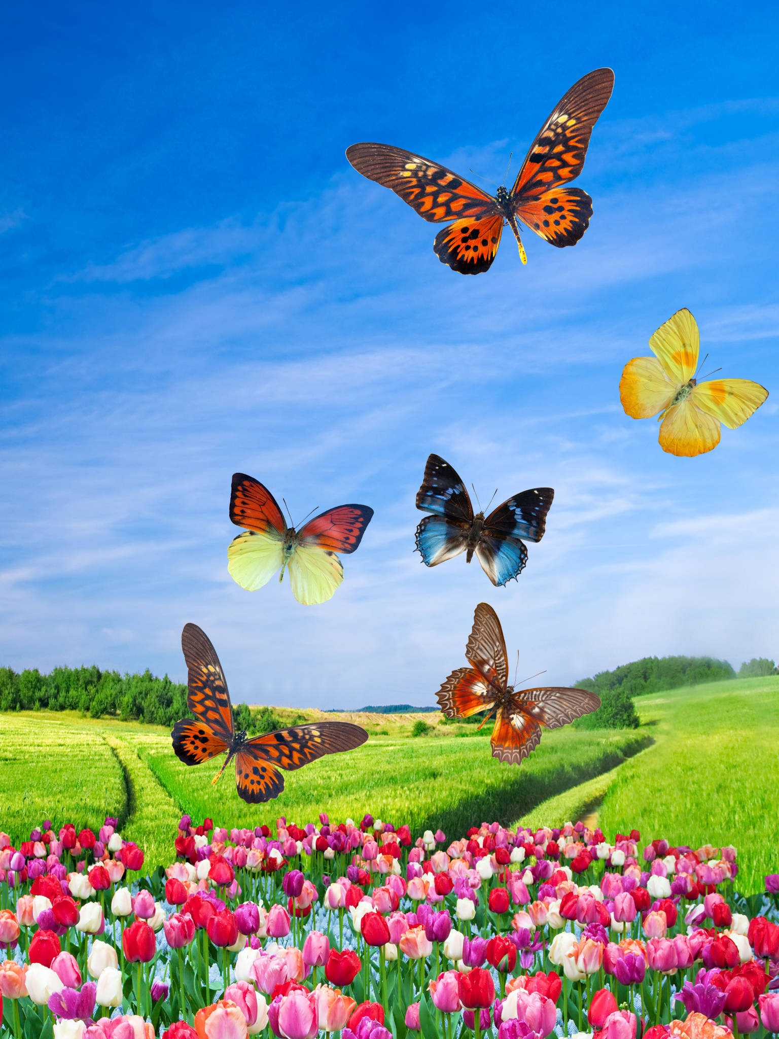 Cute Spring Phone, butterflies, lush green field, Full HD Phone Wallpaper
